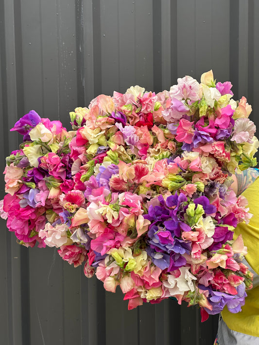 Sweet Peas
