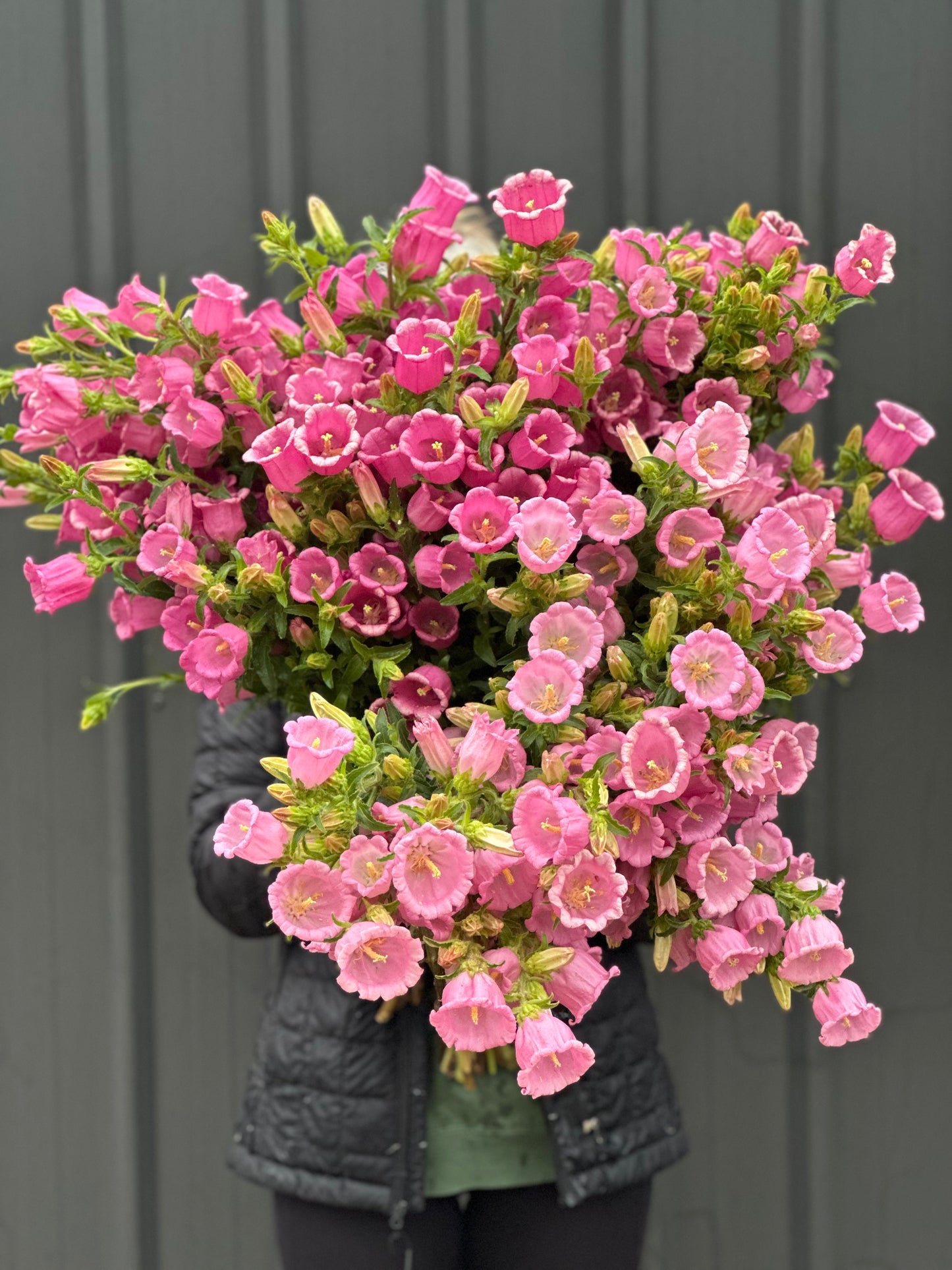 Canterbury Bells