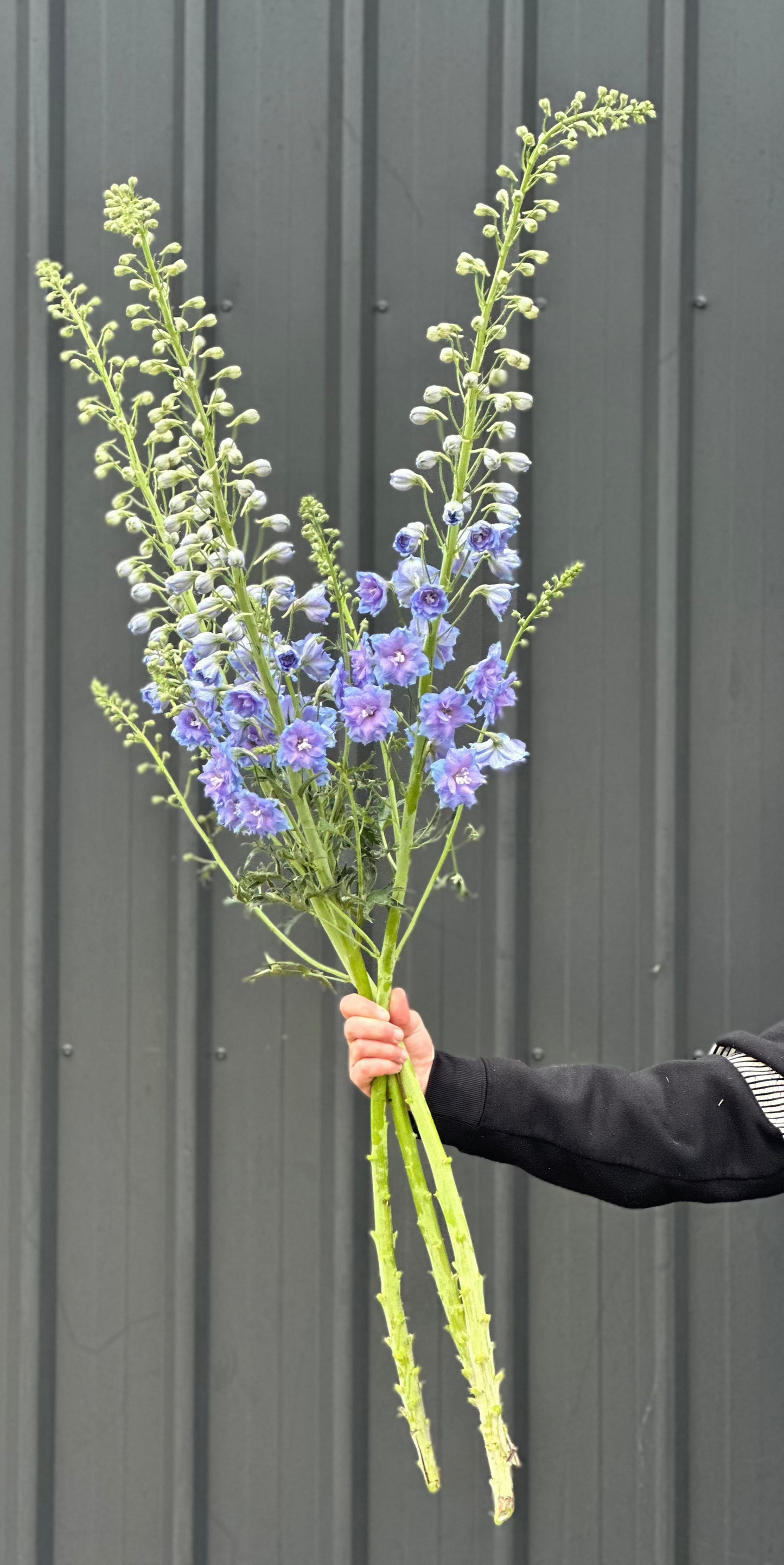 Delphinium