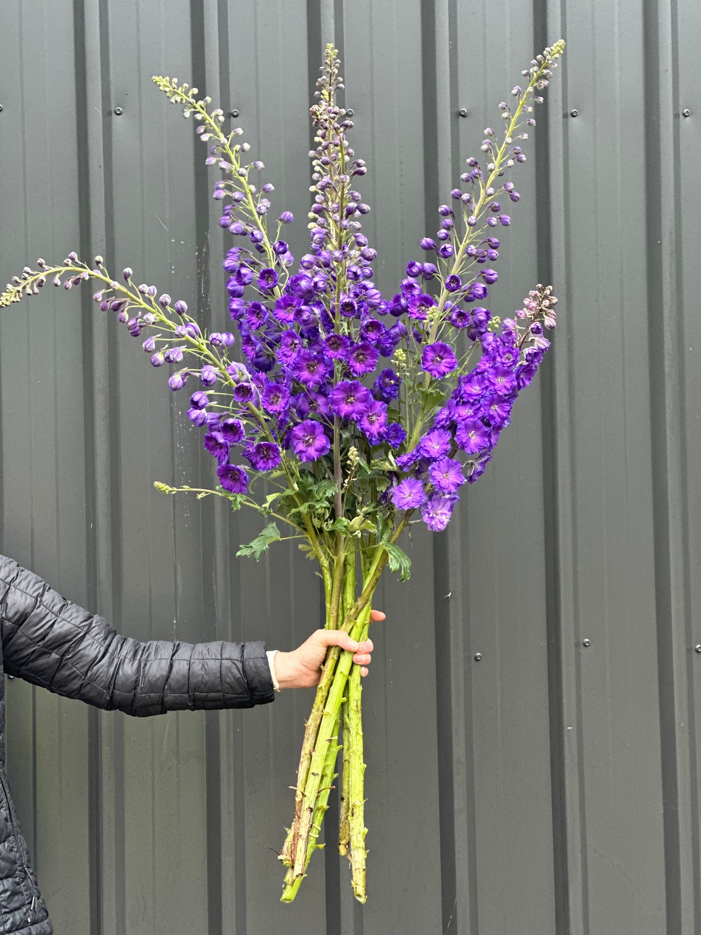 Delphinium