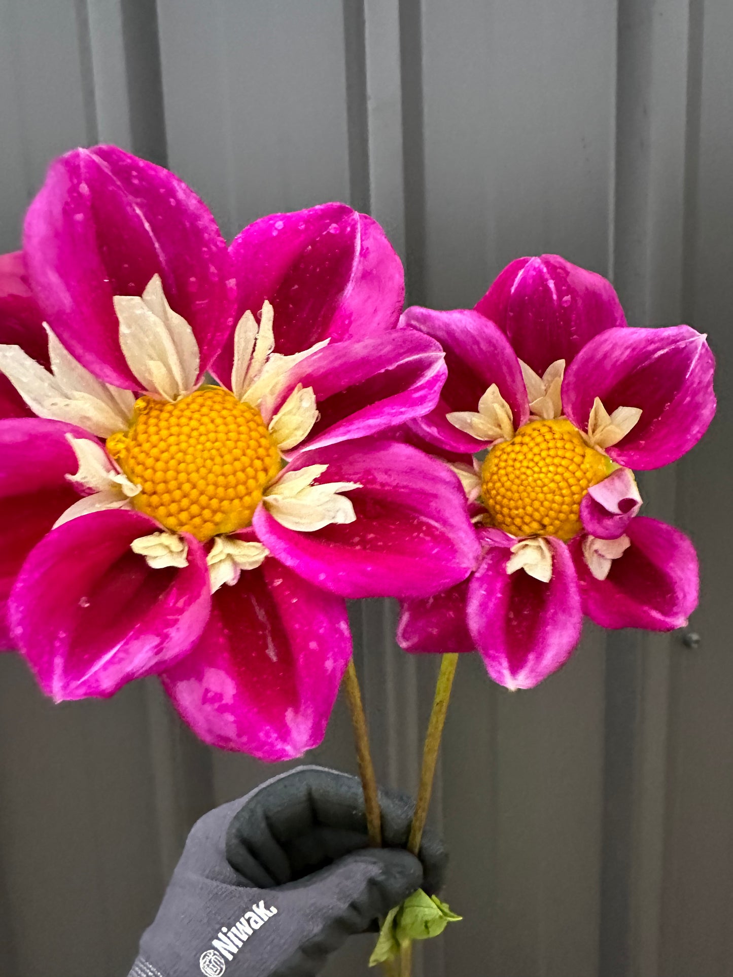 Dahlia Tubers