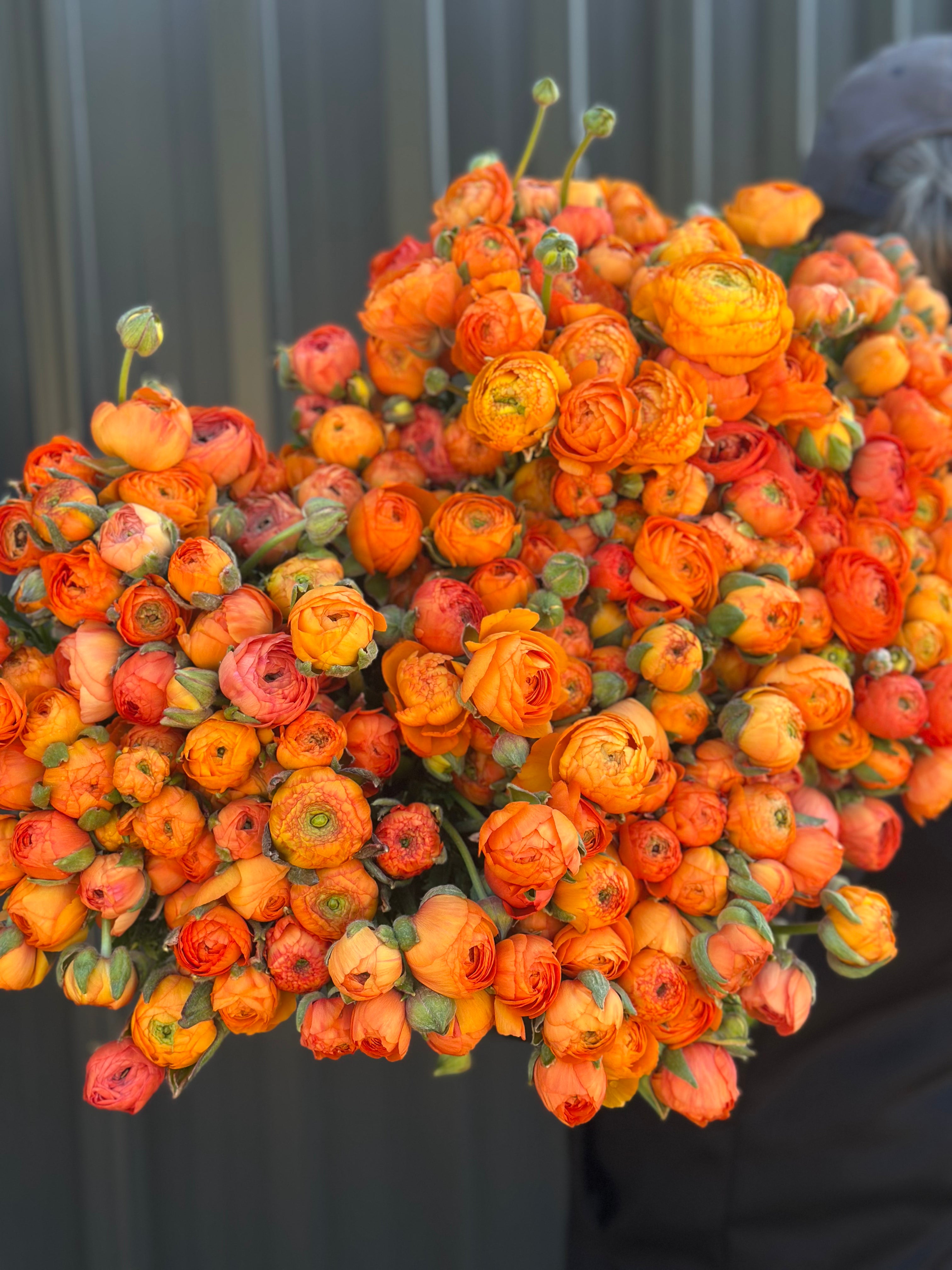 Ranunculas – Oxley Hill Farm Flowers