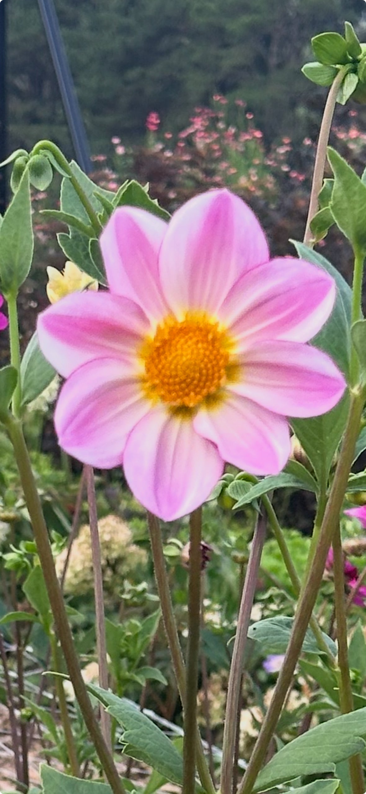 Dahlia Tubers