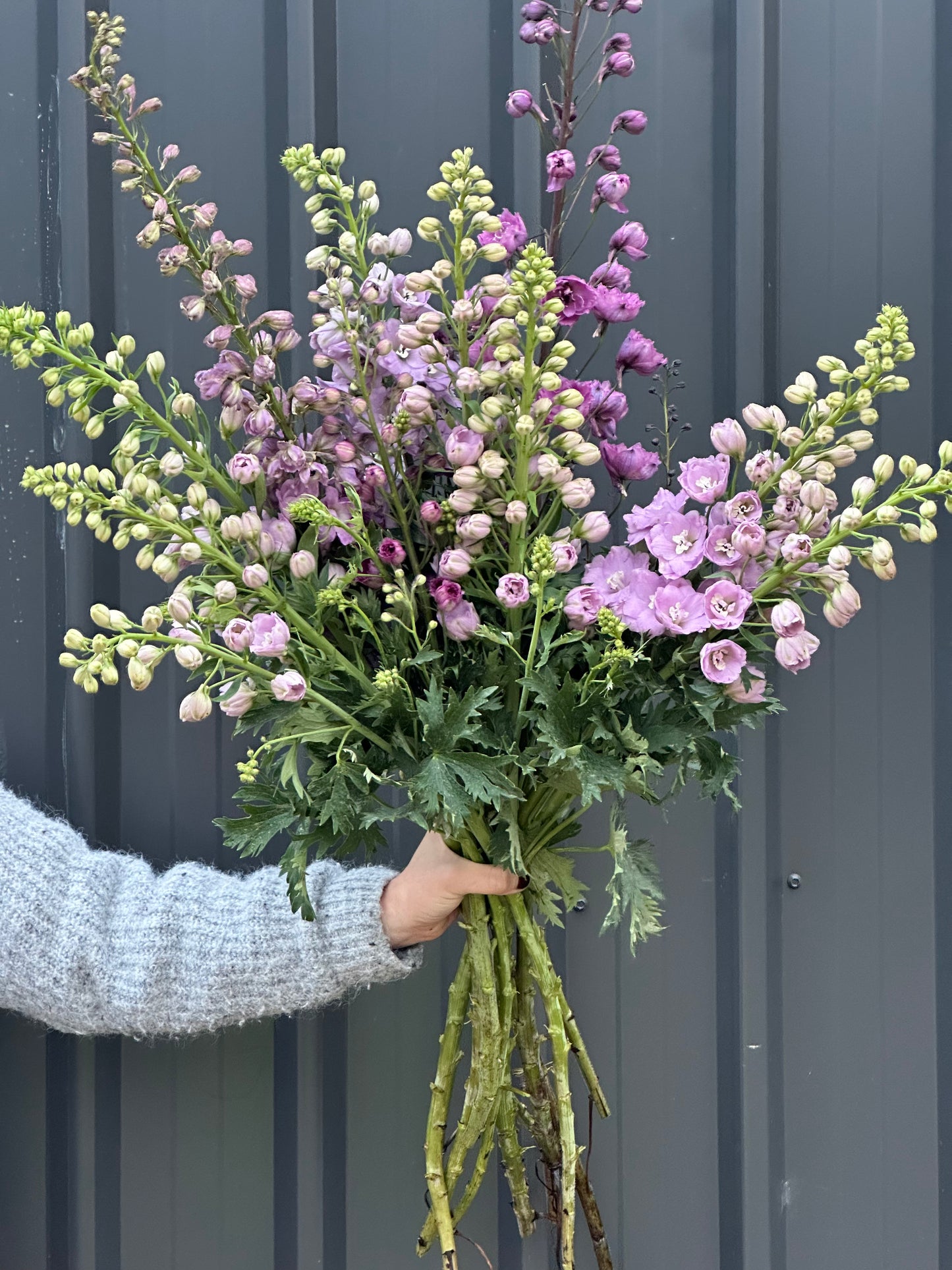 Delphinium
