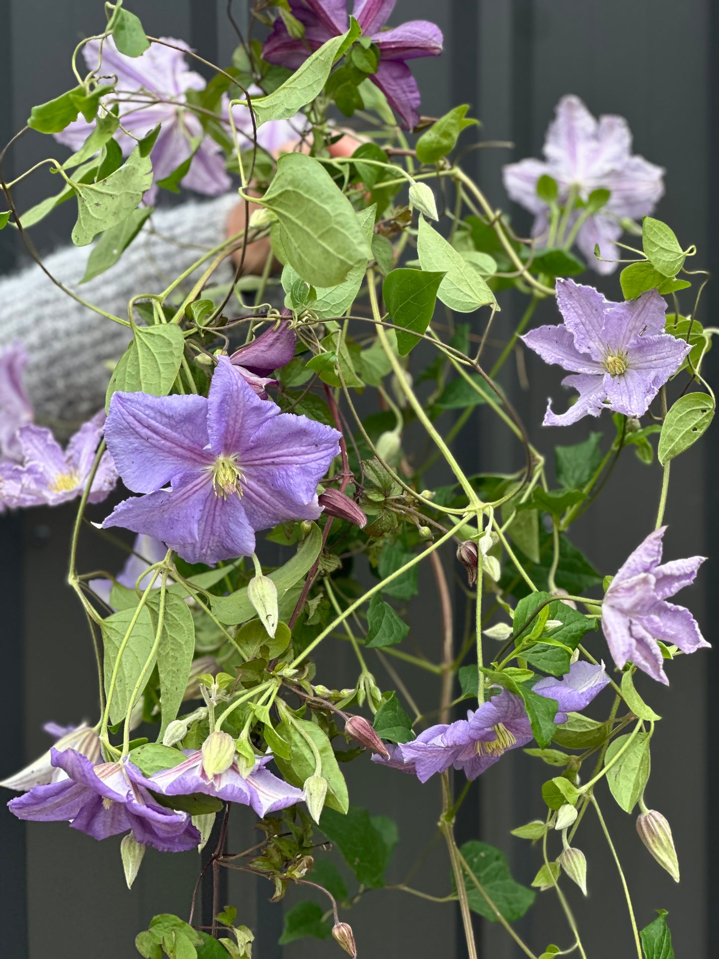 Clematis