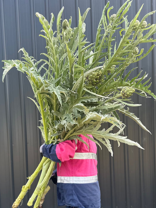 Artichokes