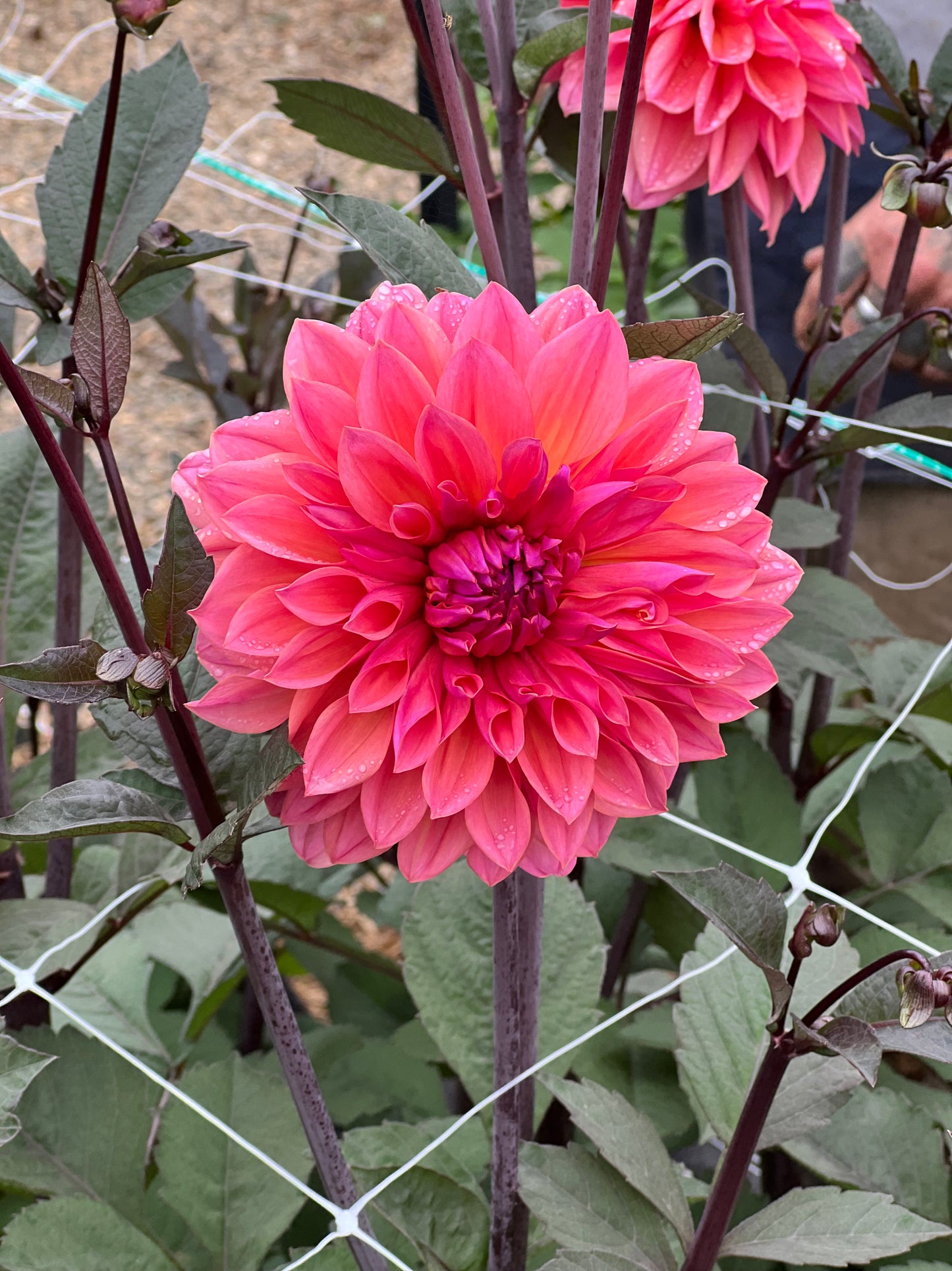 Dahlia Tubers