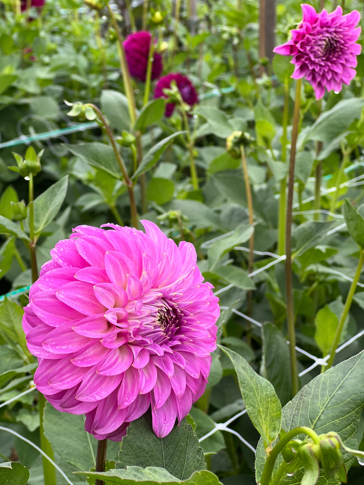 Dahlia Tubers