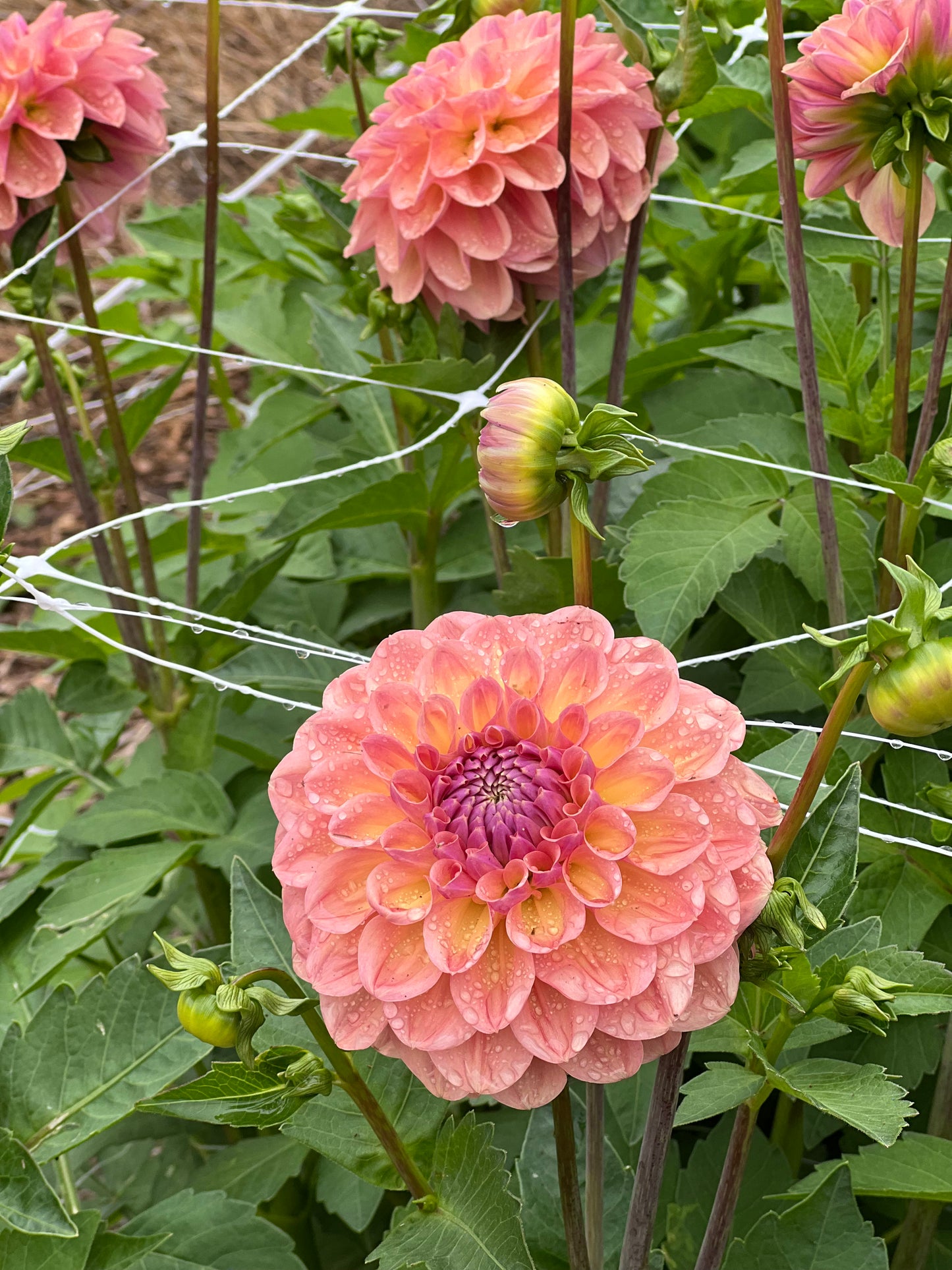 Dahlia Tubers