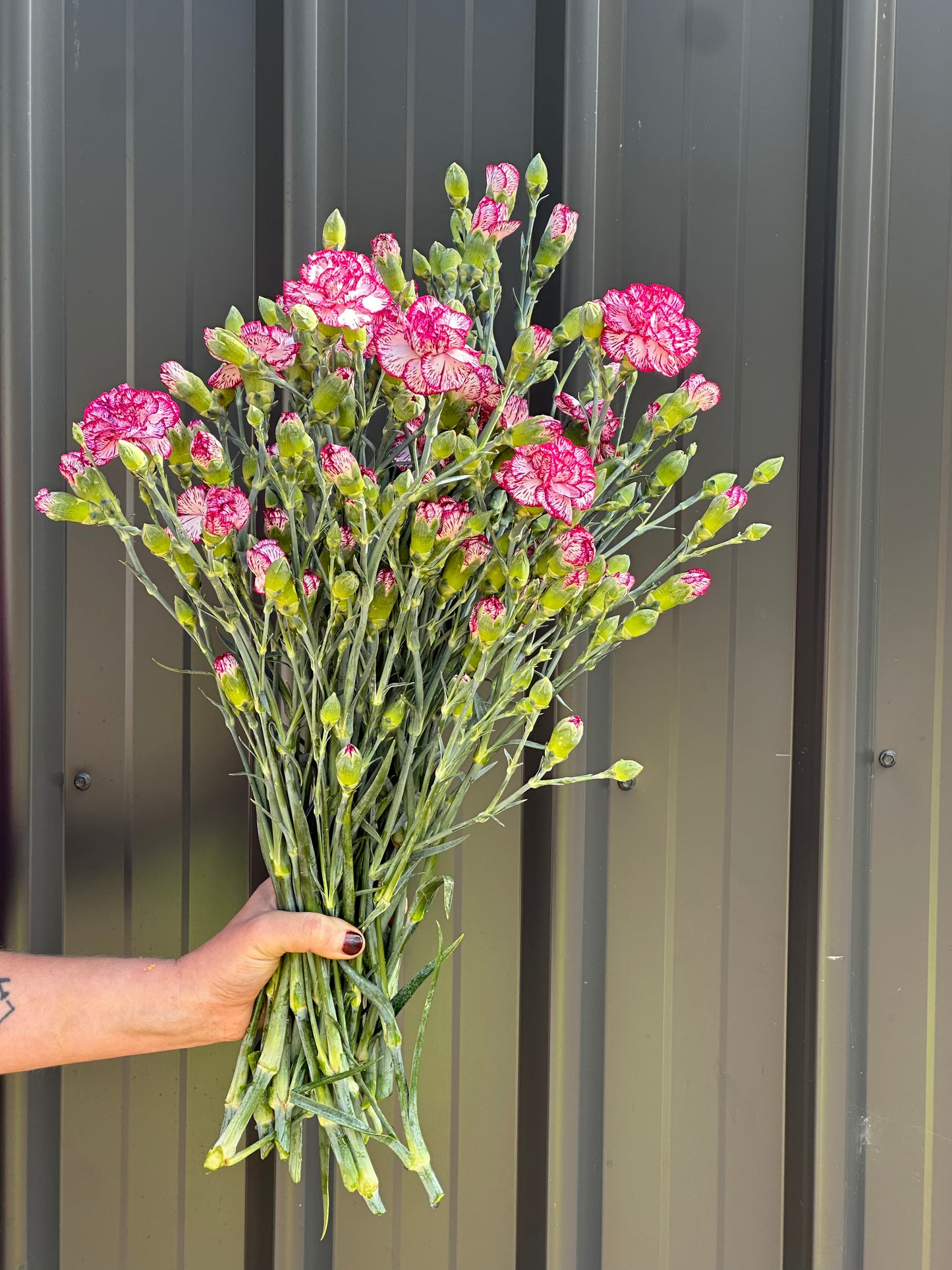 Carnations