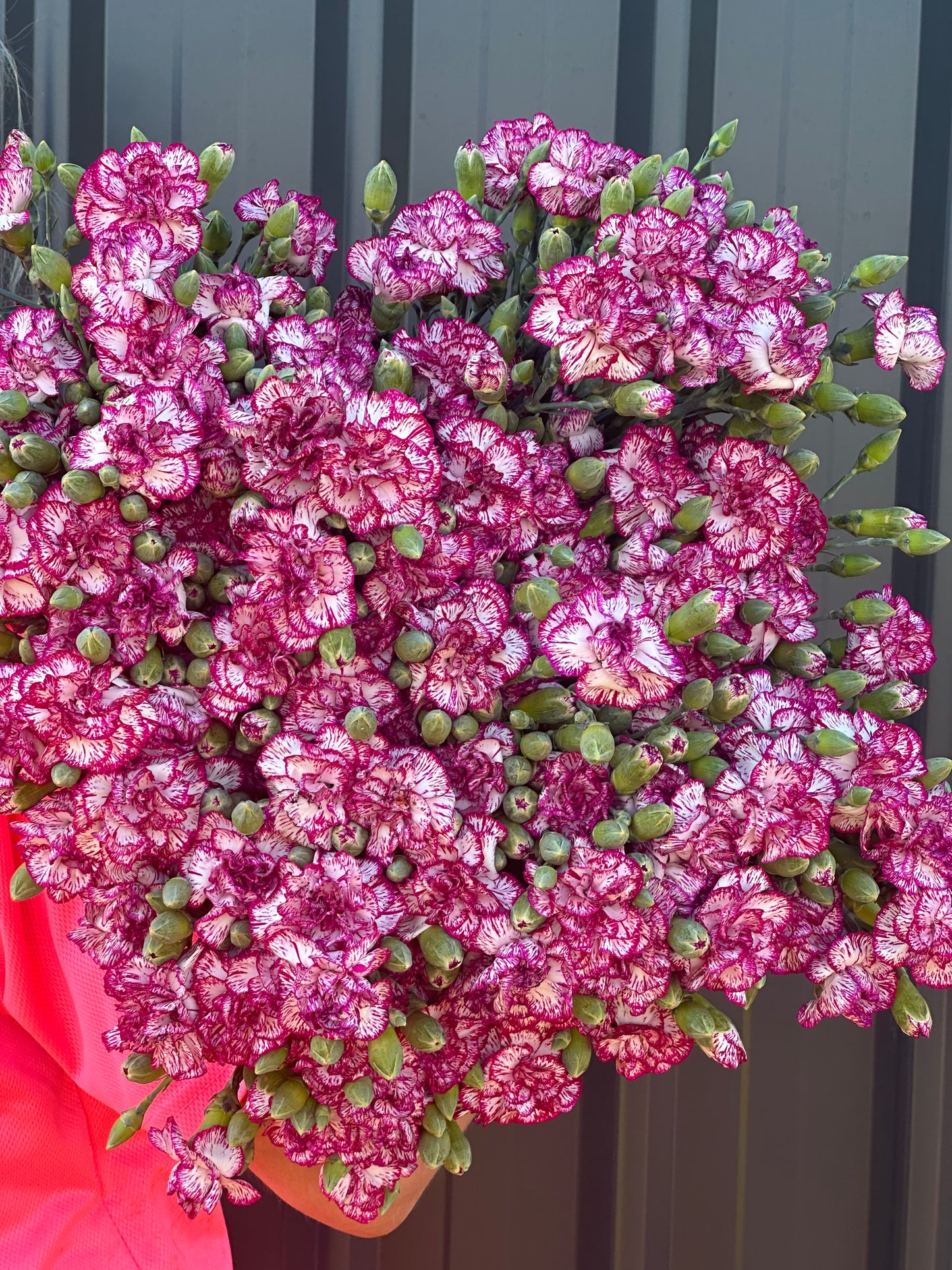 Carnations