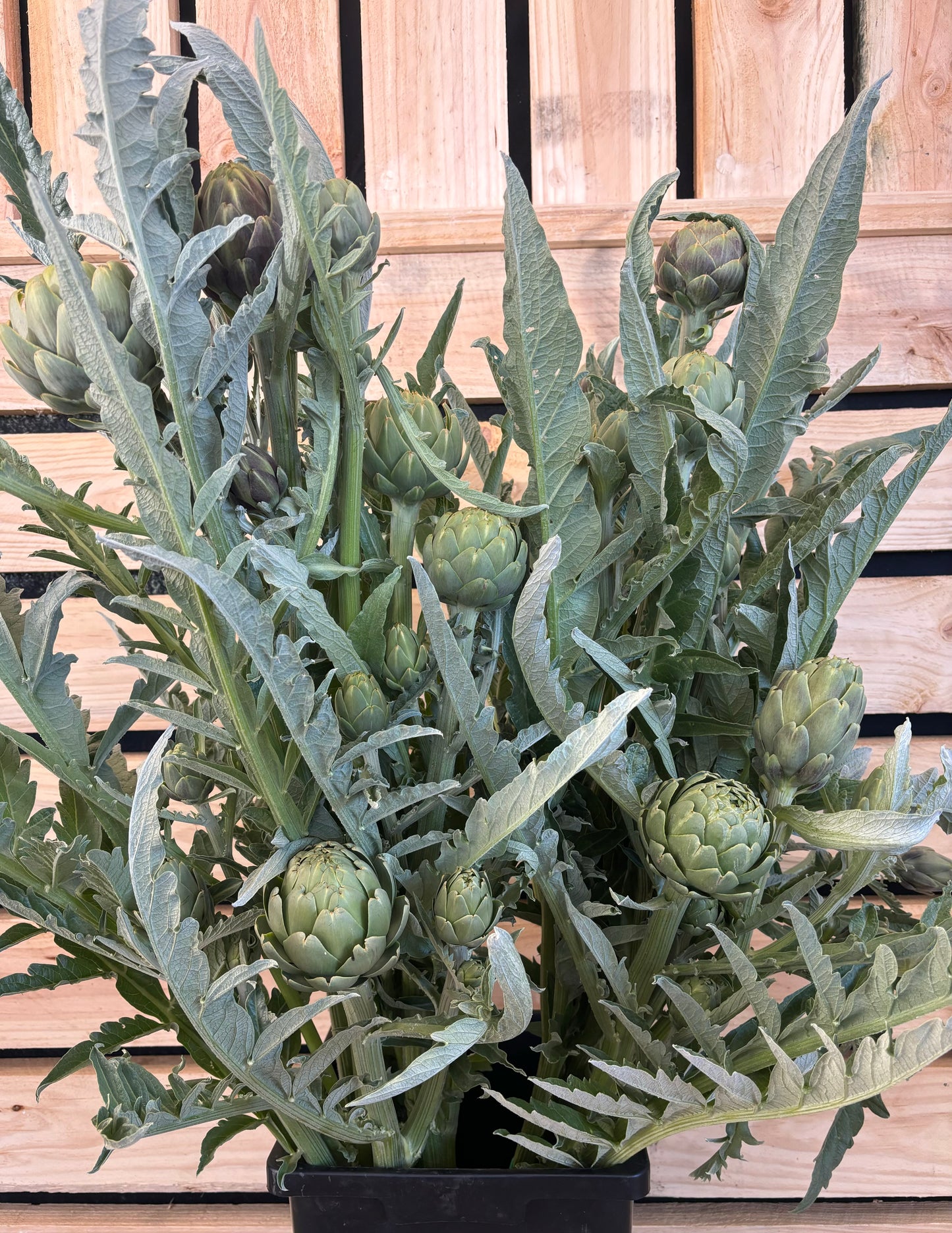 Artichokes