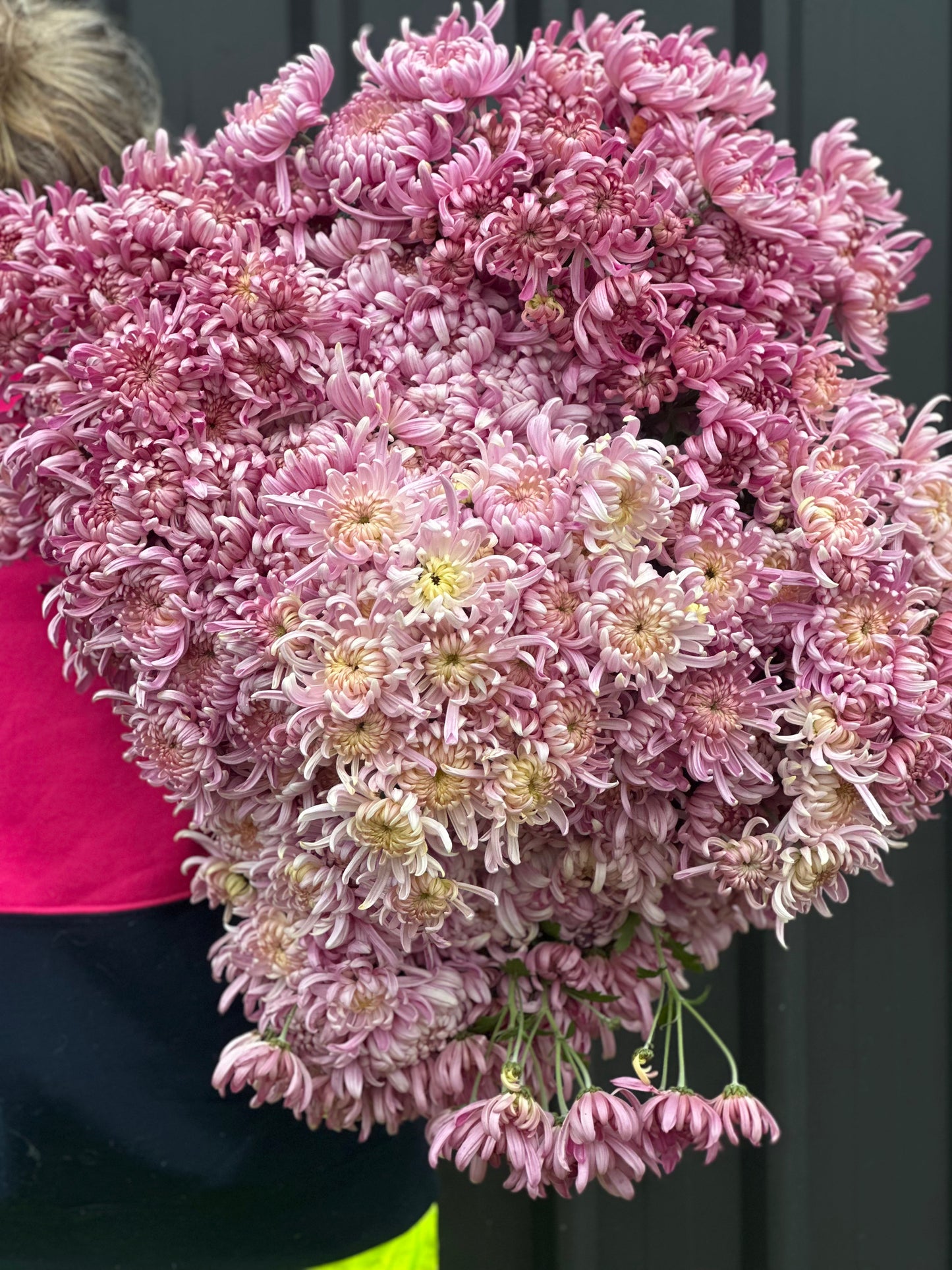 Heirloom Chrysanthememum