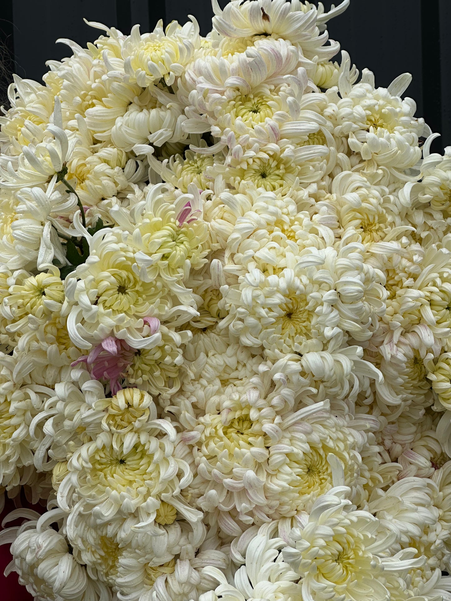 Heirloom Chrysanthememum