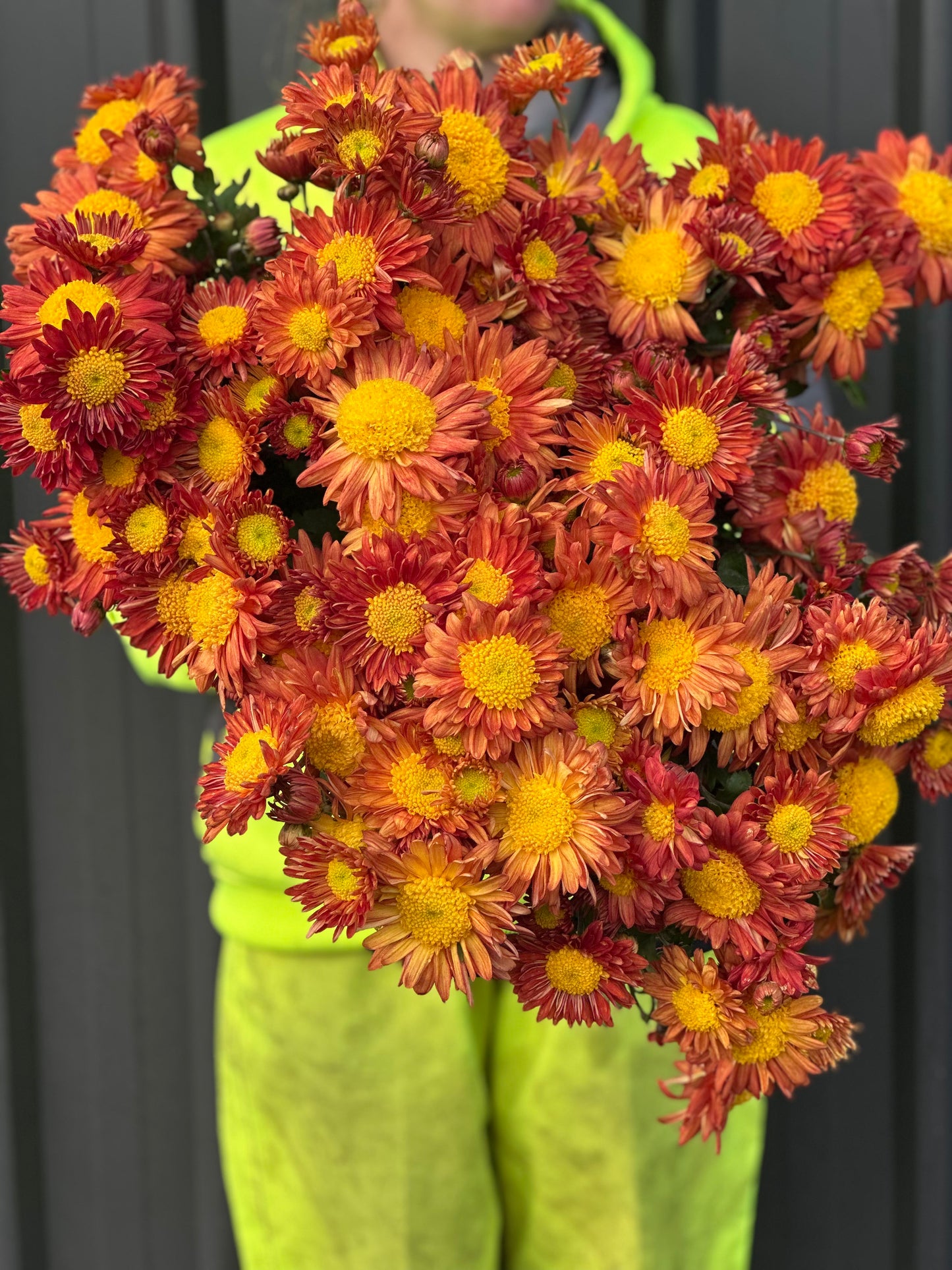 Heirloom Chrysanthemum