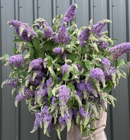 Butterfly Bush - Buddleija