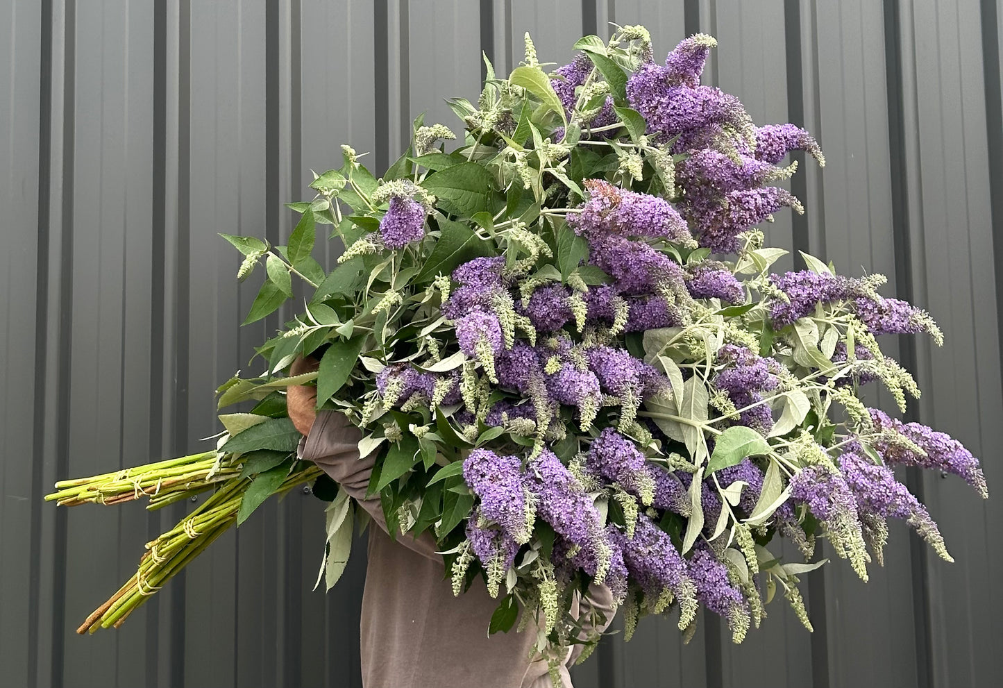 Butterfly Bush - Buddleija