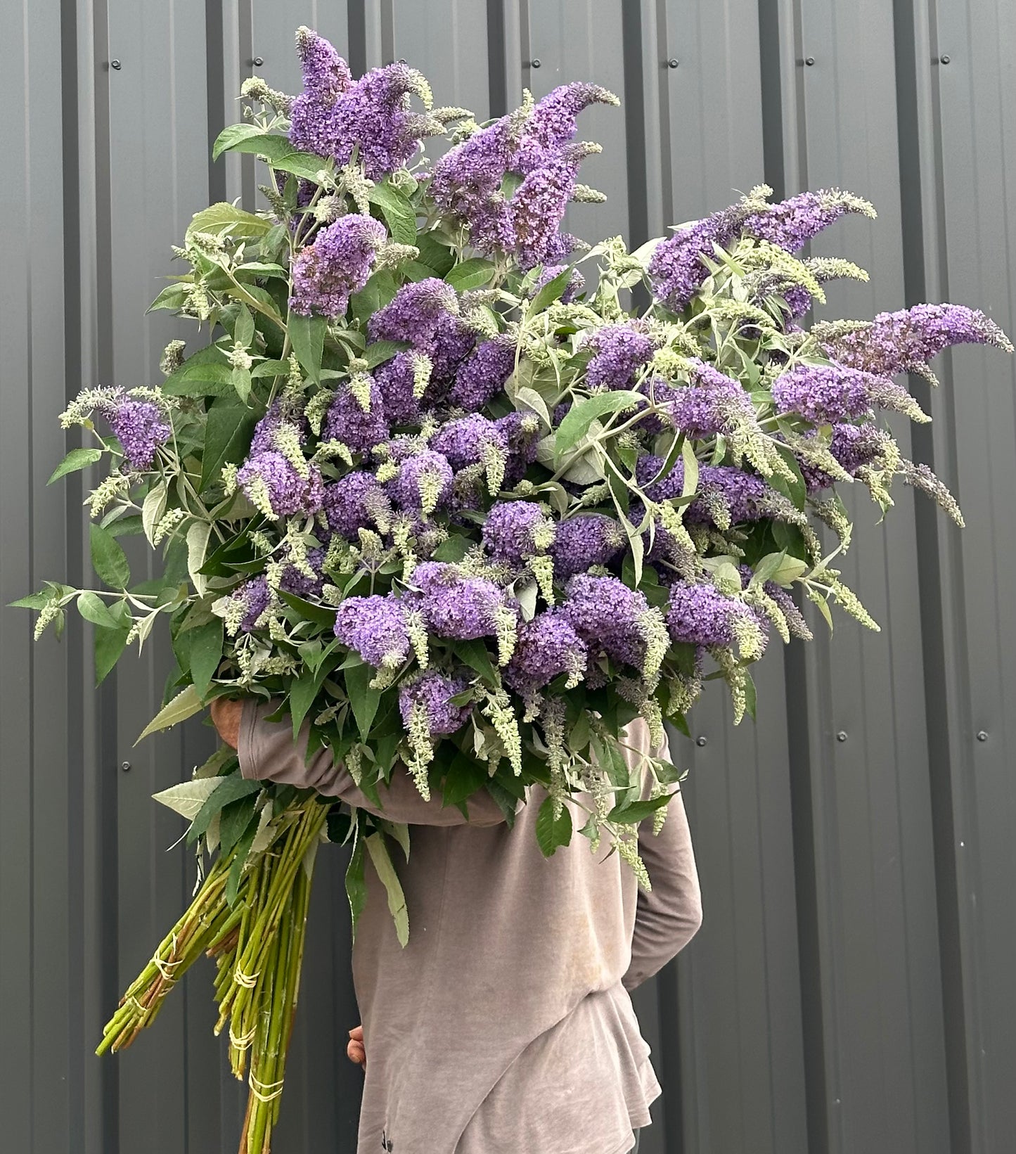 Butterfly Bush - Buddleija