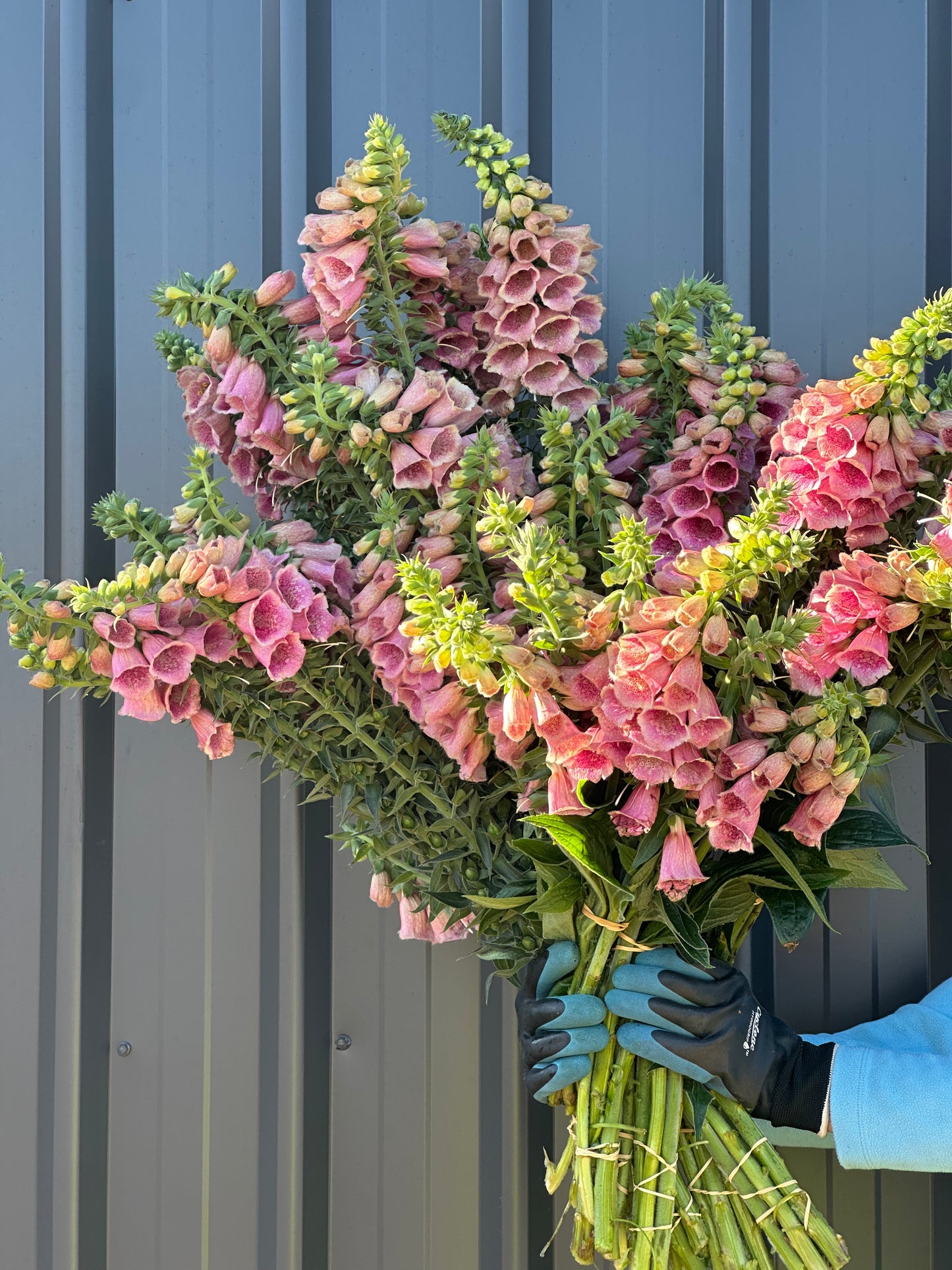 Foxgloves