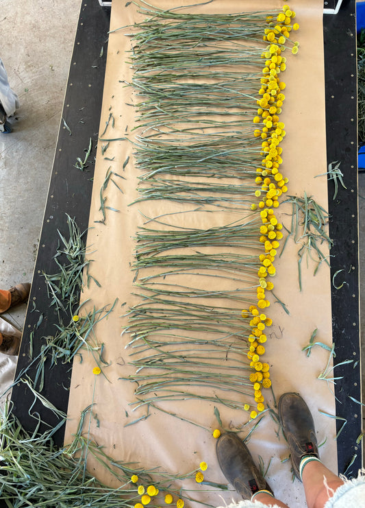 Dried Billy Buttons