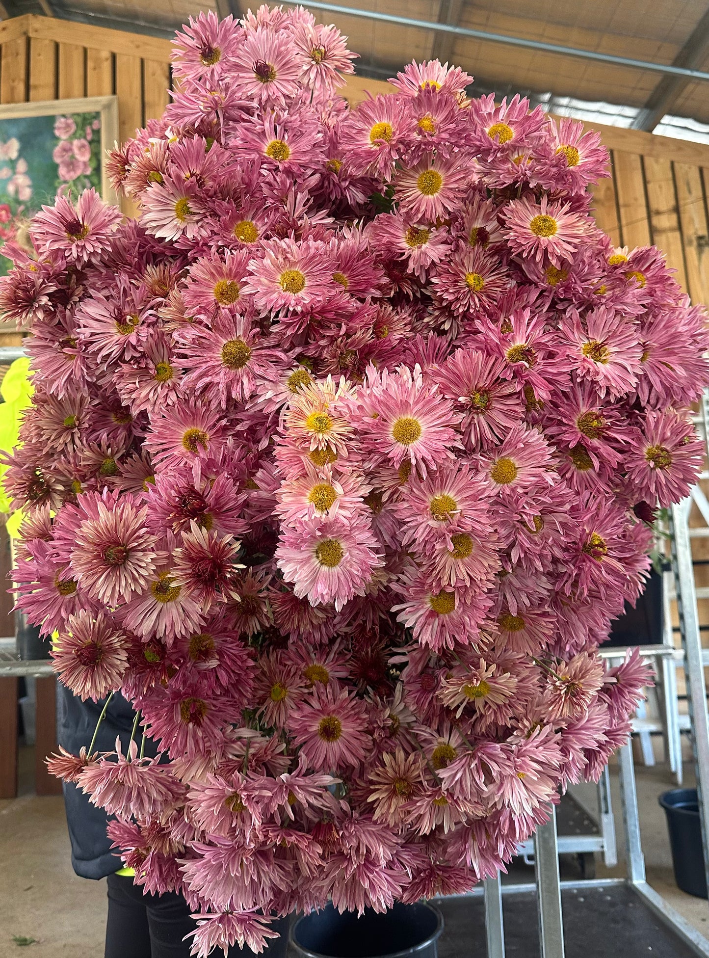 Heirloom Chrysanthemum