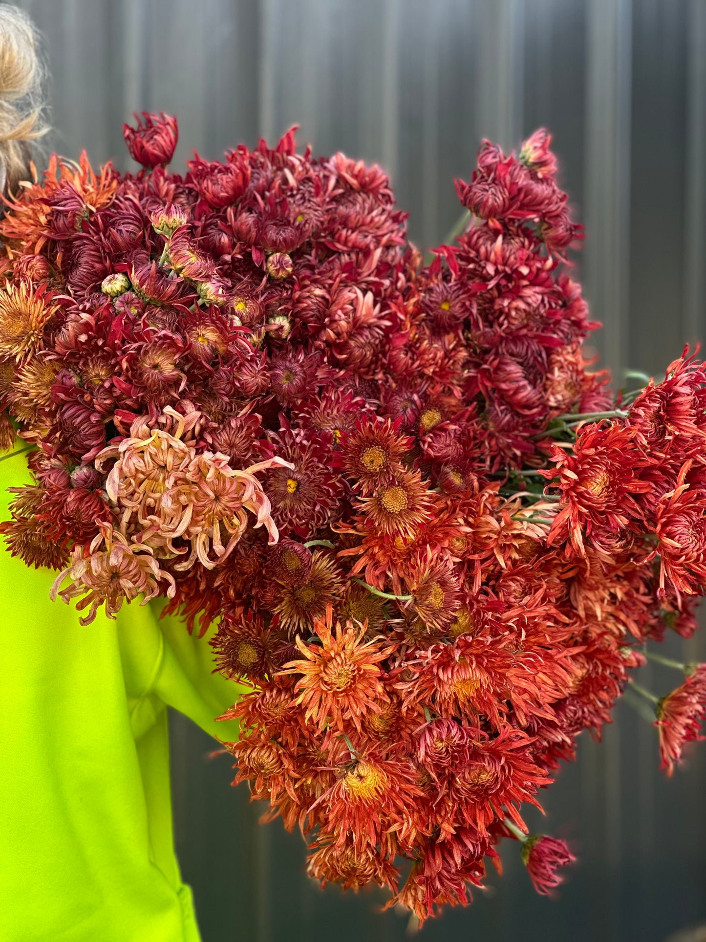 Heirloom Chrysanthemum