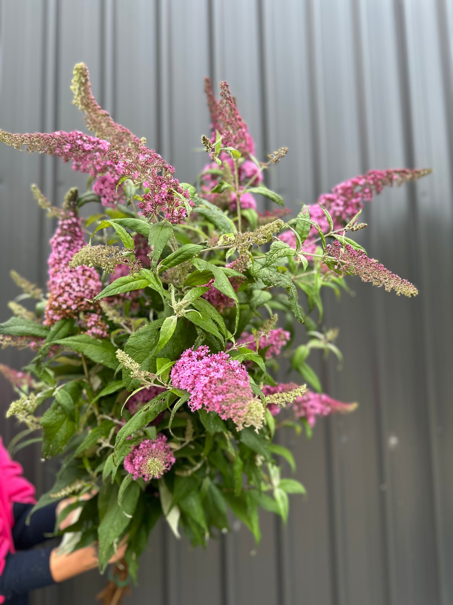 Butterfly Bush - Buddleija
