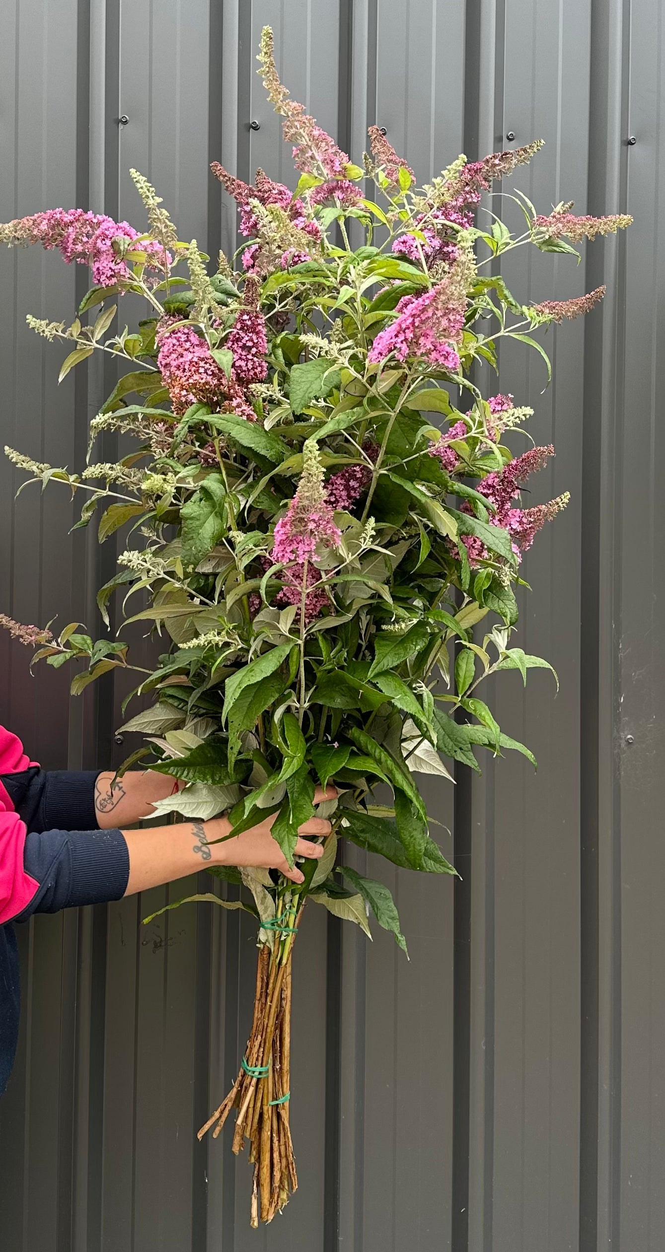 Butterfly Bush - Buddleija