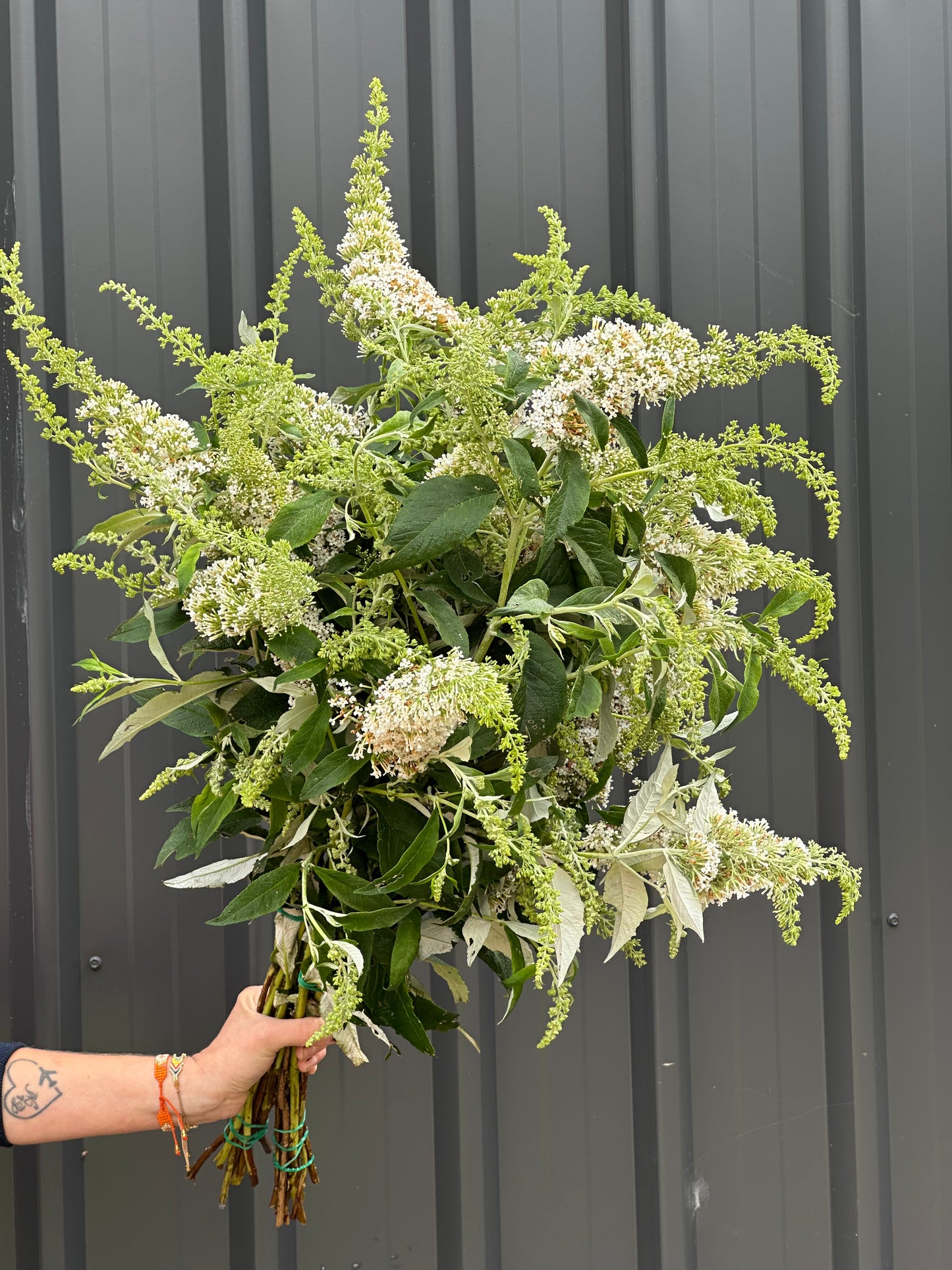 Butterfly Bush - Buddleija