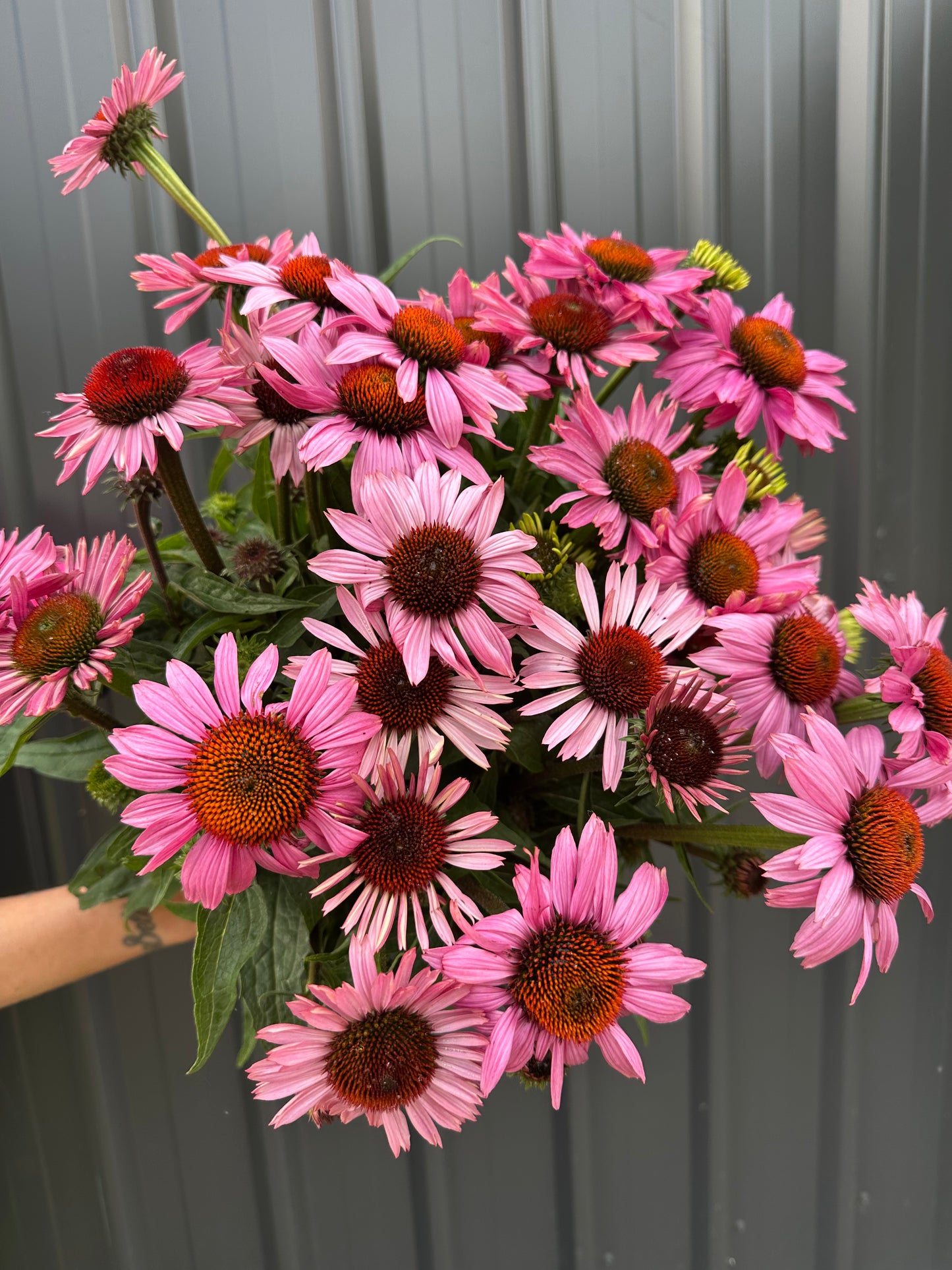 Echinacea