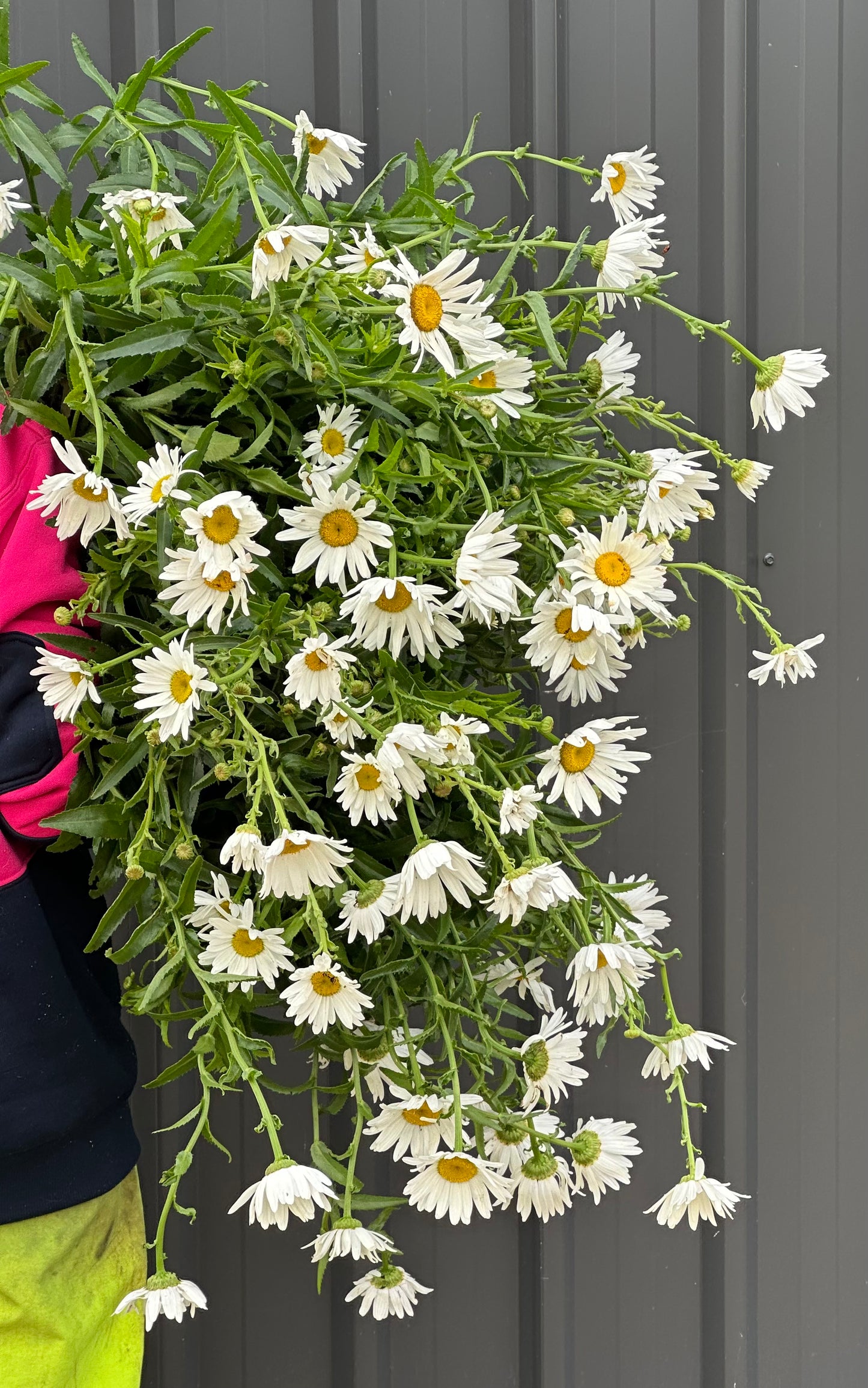 Shasta Daisies