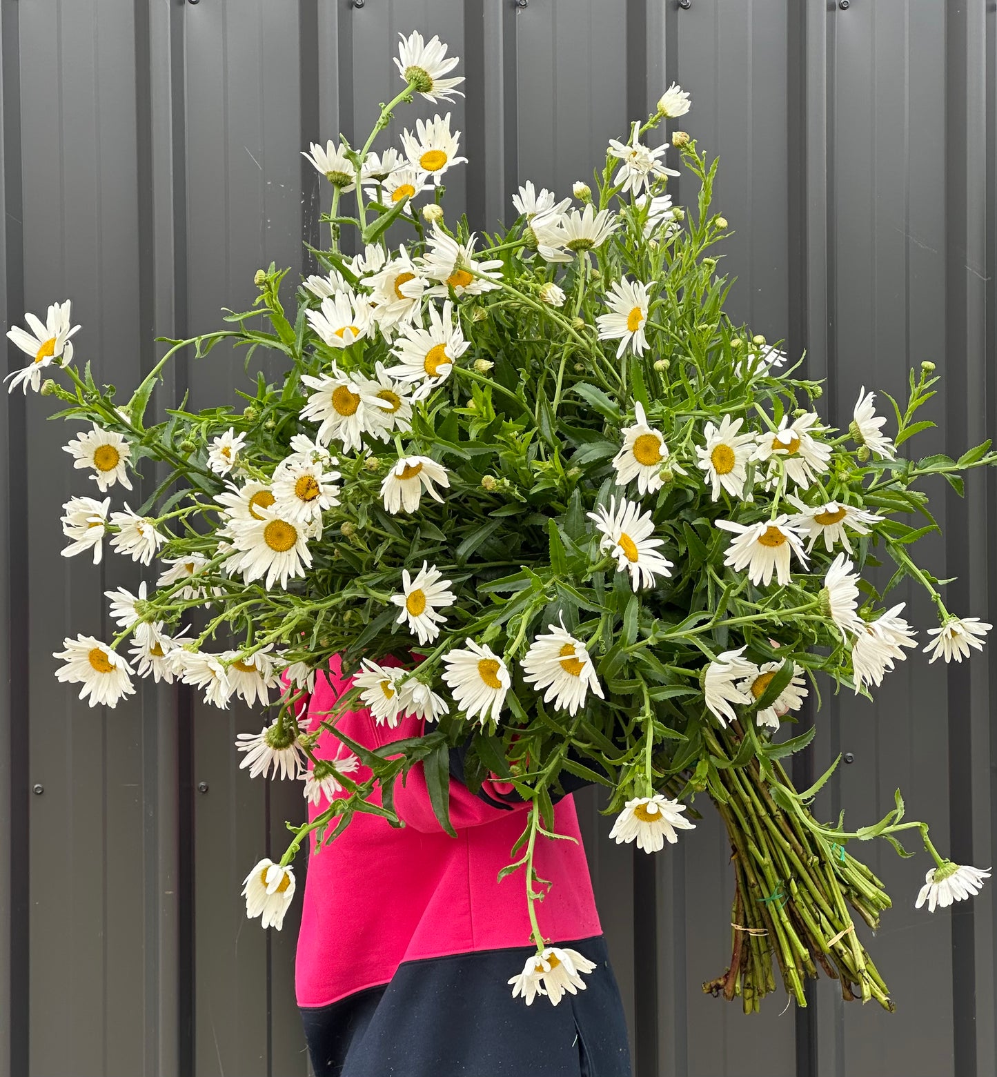 Shasta Daisies