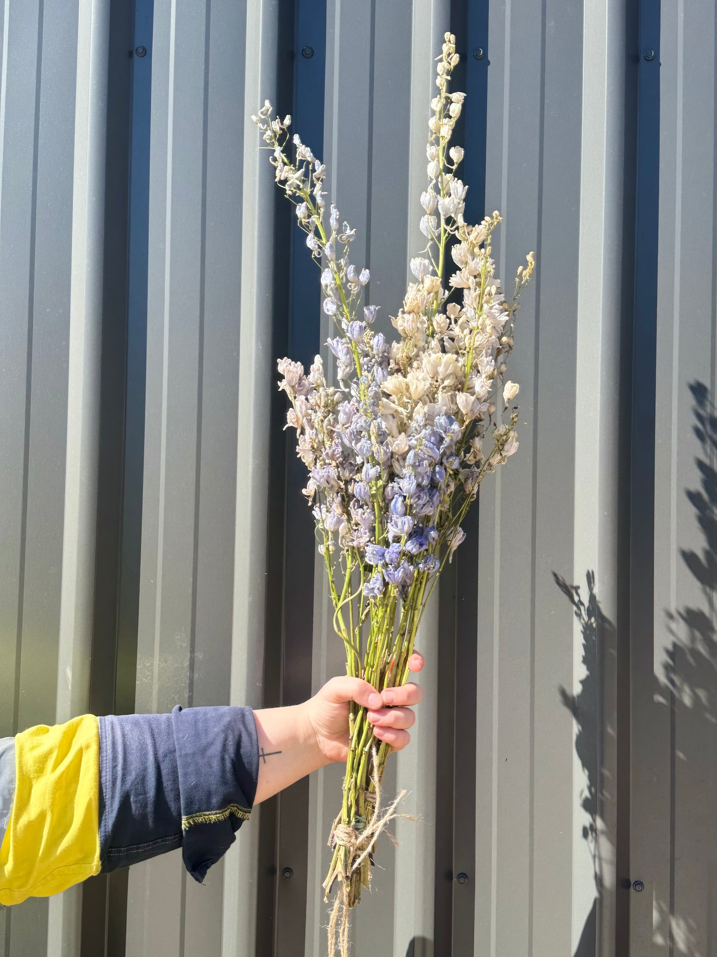 Dried Delphinium