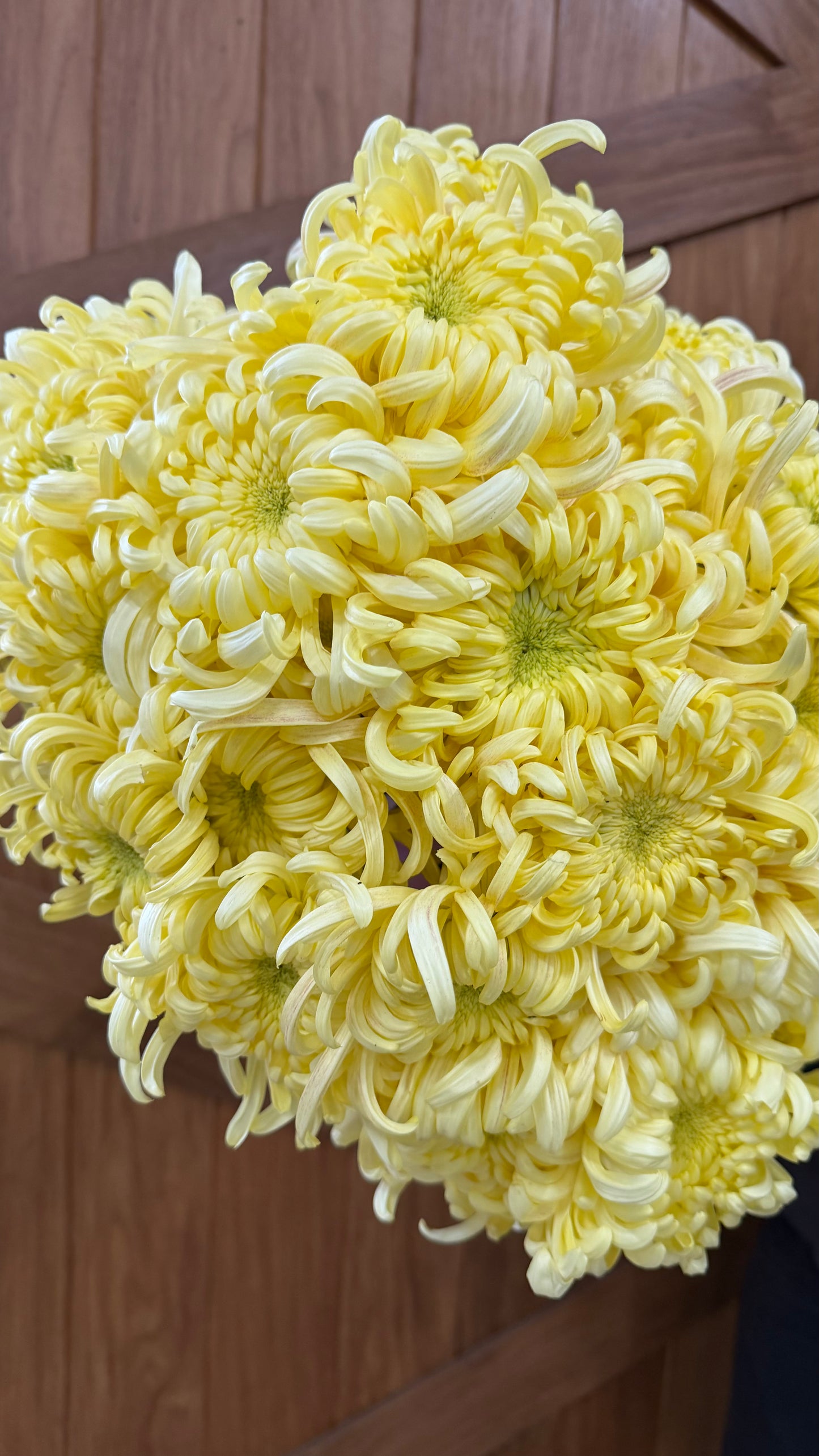 Heirloom Chrysanthemum