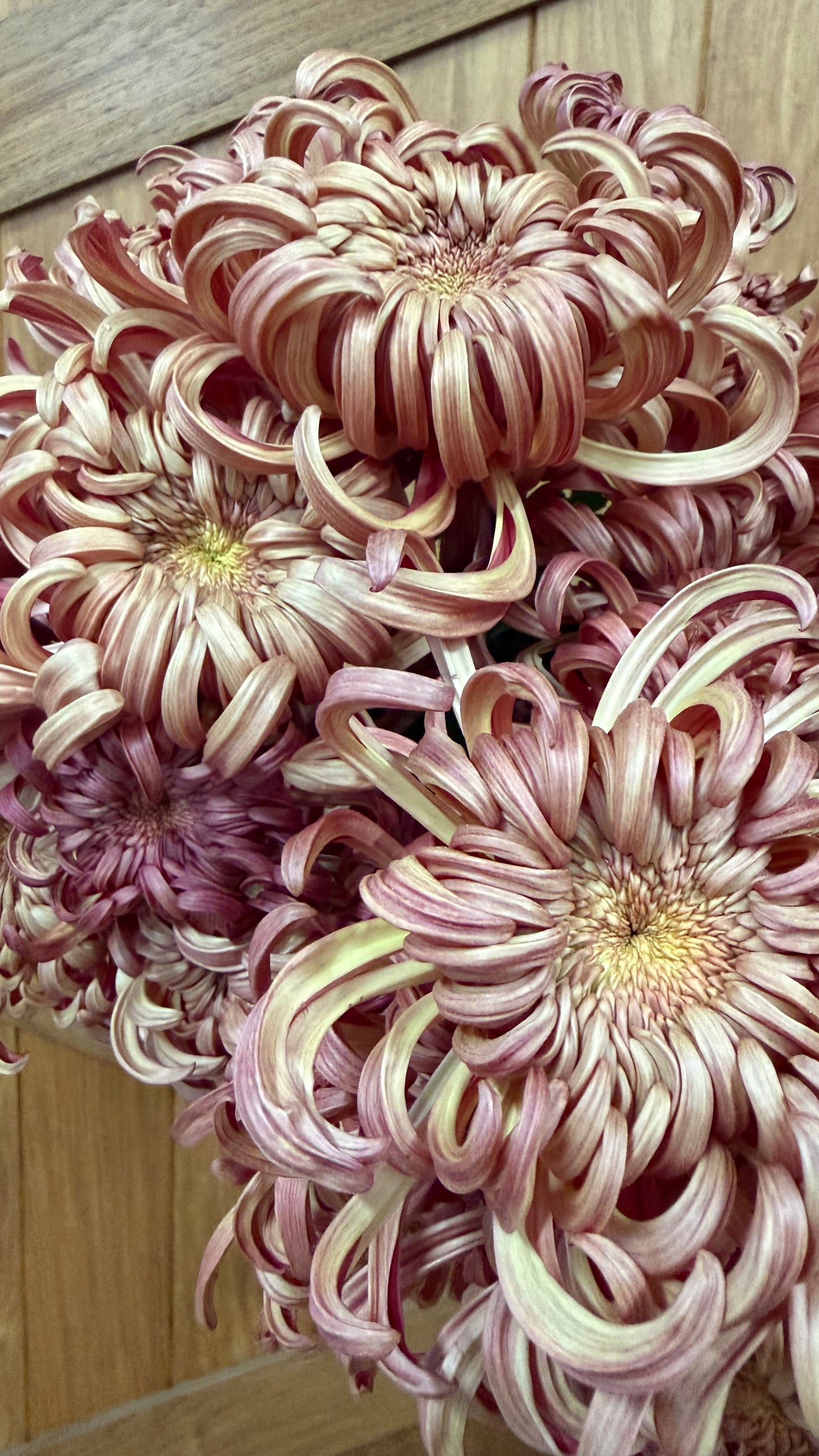 Heirloom Chrysanthemum