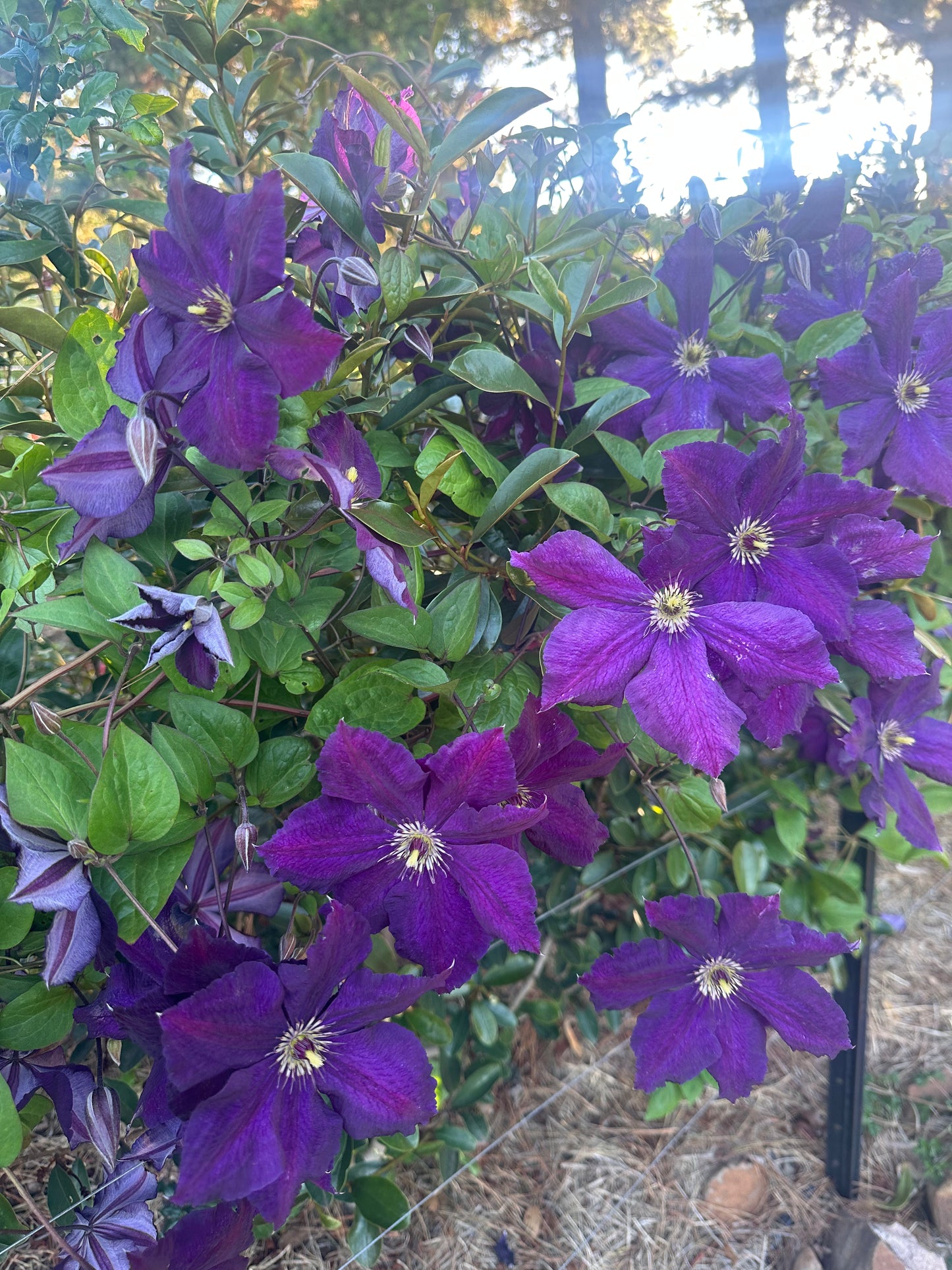 Clematis