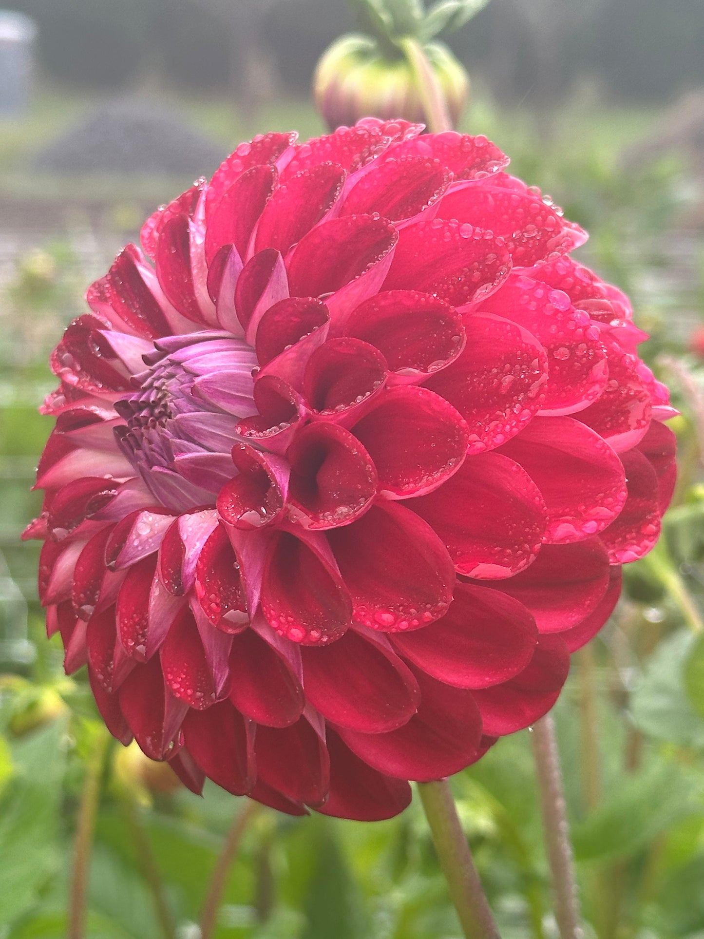 Dahlia Tubers