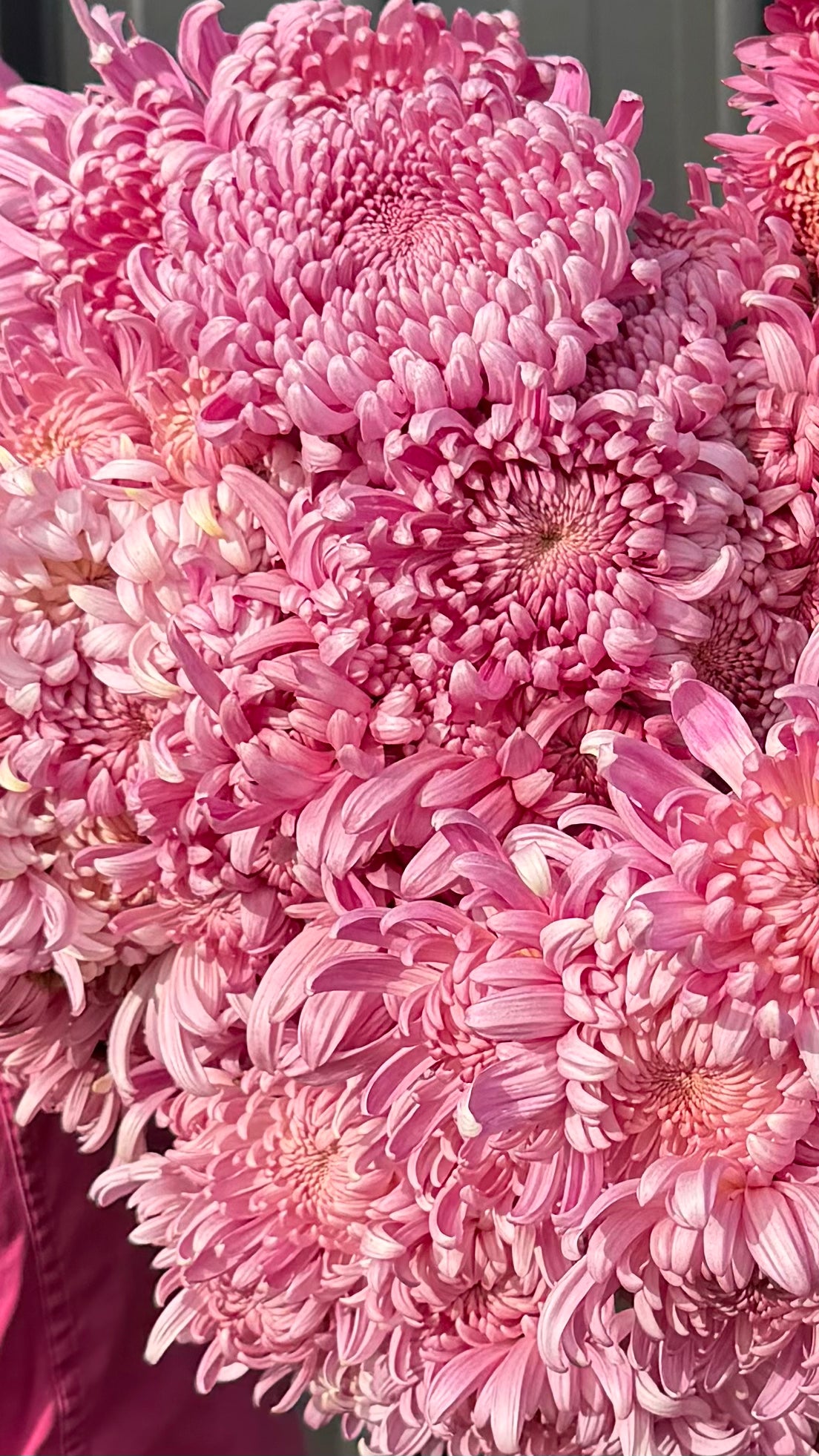 Heirloom Chrysanthemum
