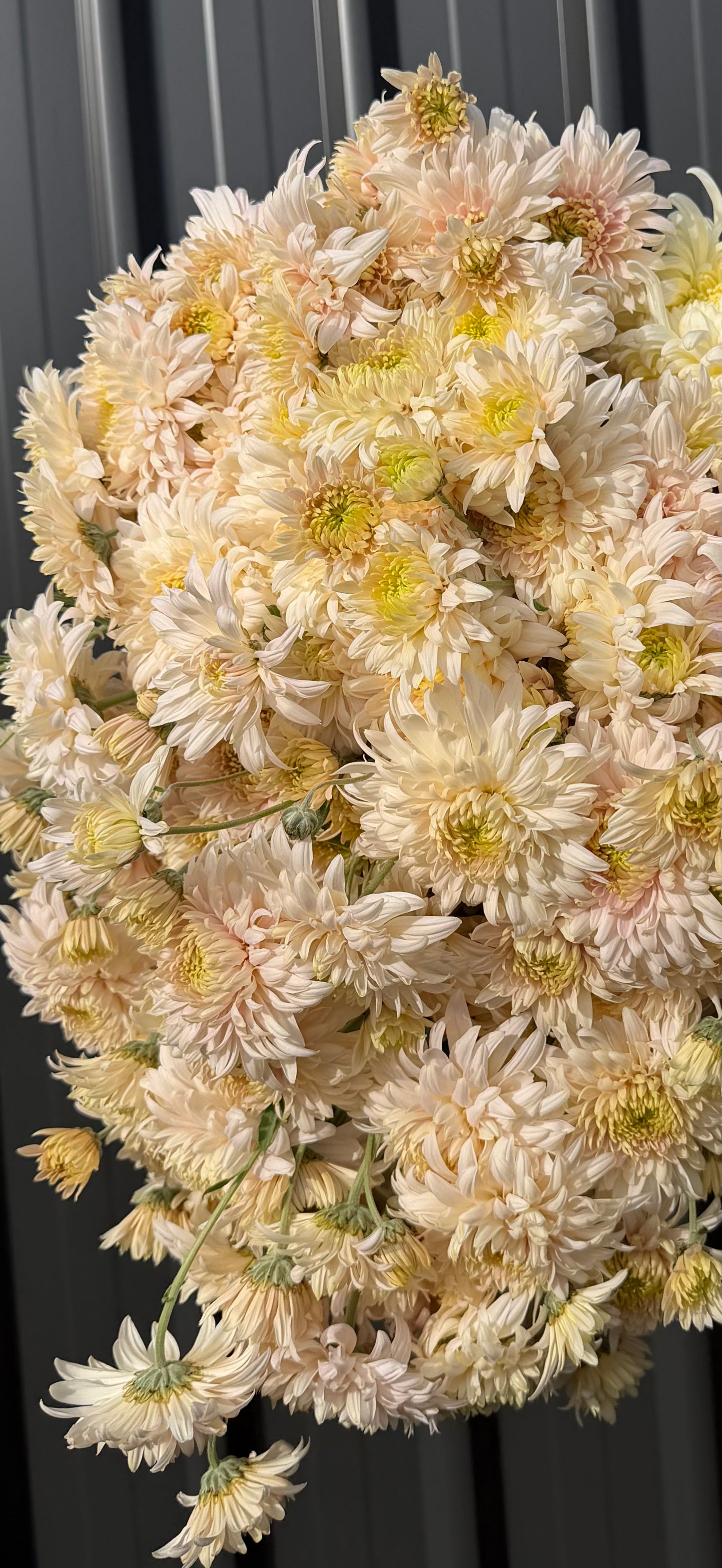 Heirloom Chrysanthemum