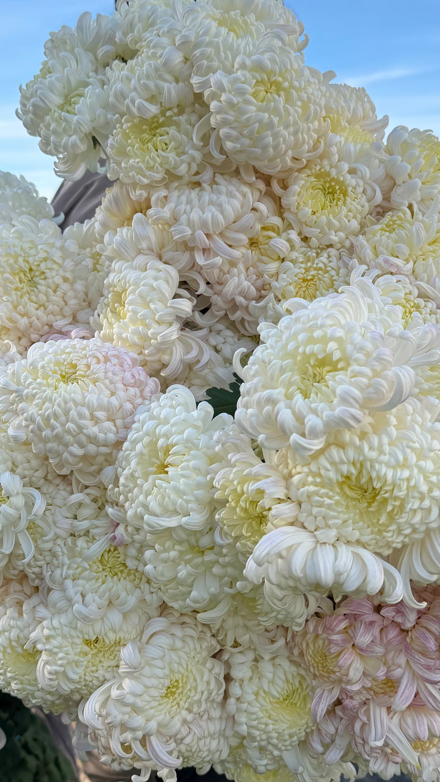 Heirloom Chrysanthemum