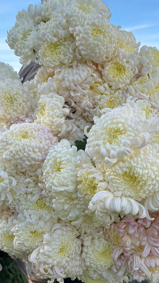 Heirloom Chrysanthemum