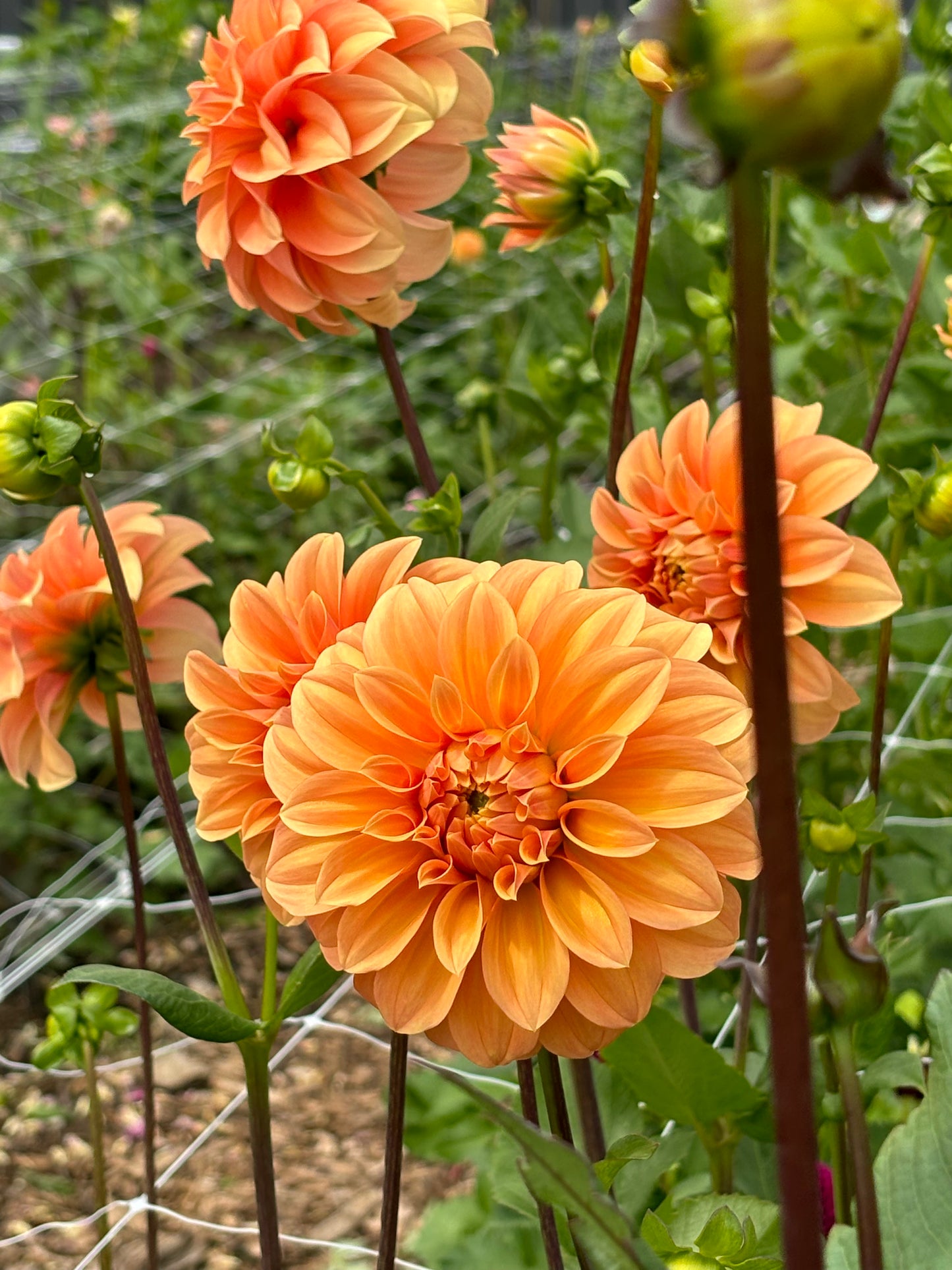 Dahlia Tubers
