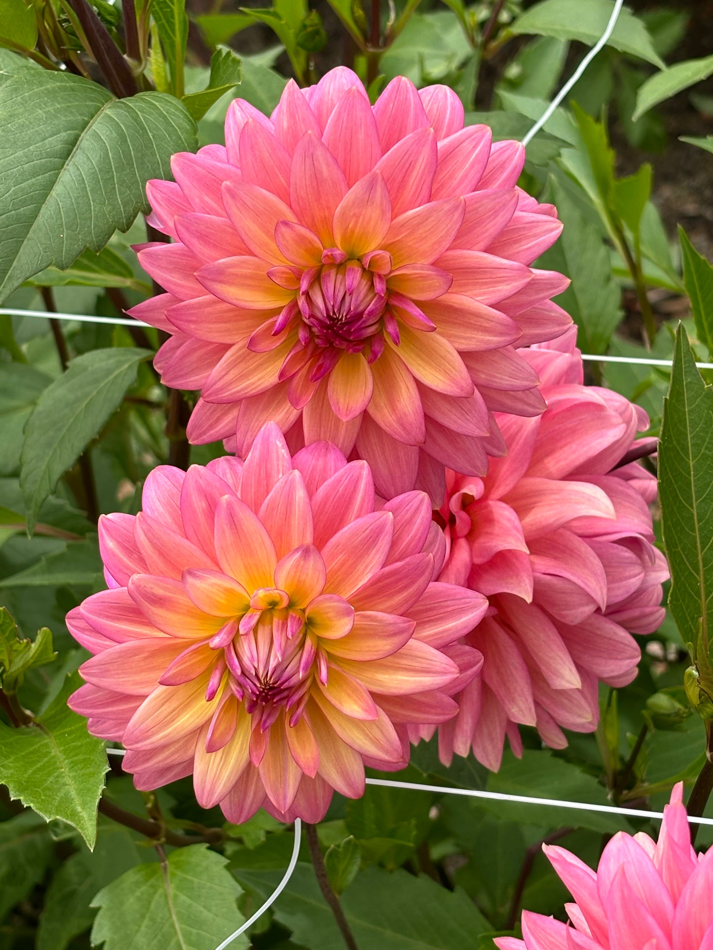 Dahlia Tubers