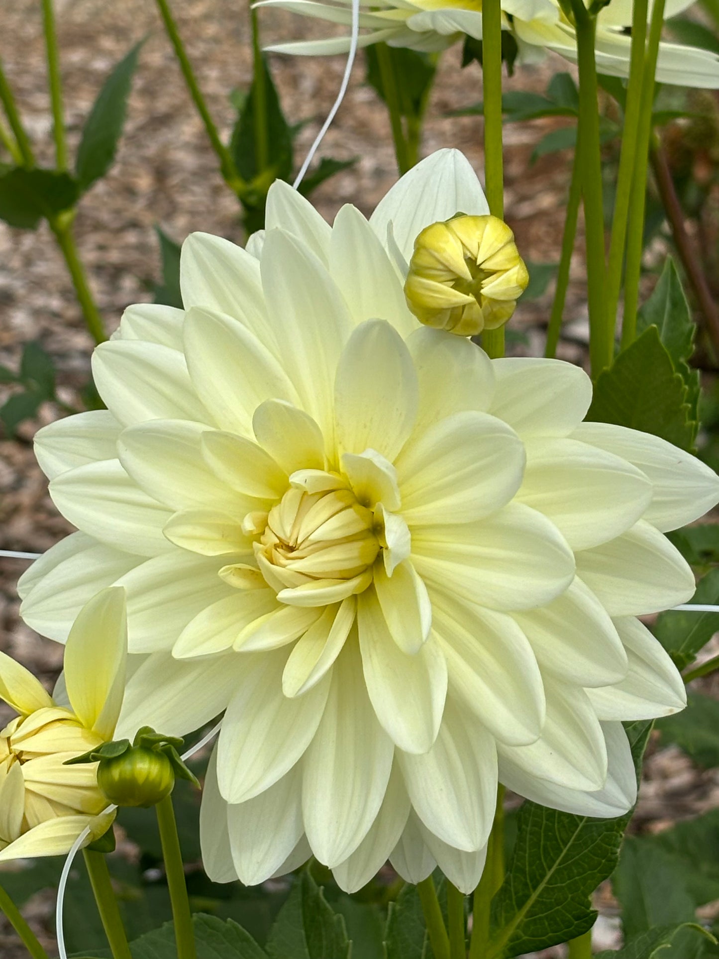 Dahlia Tubers