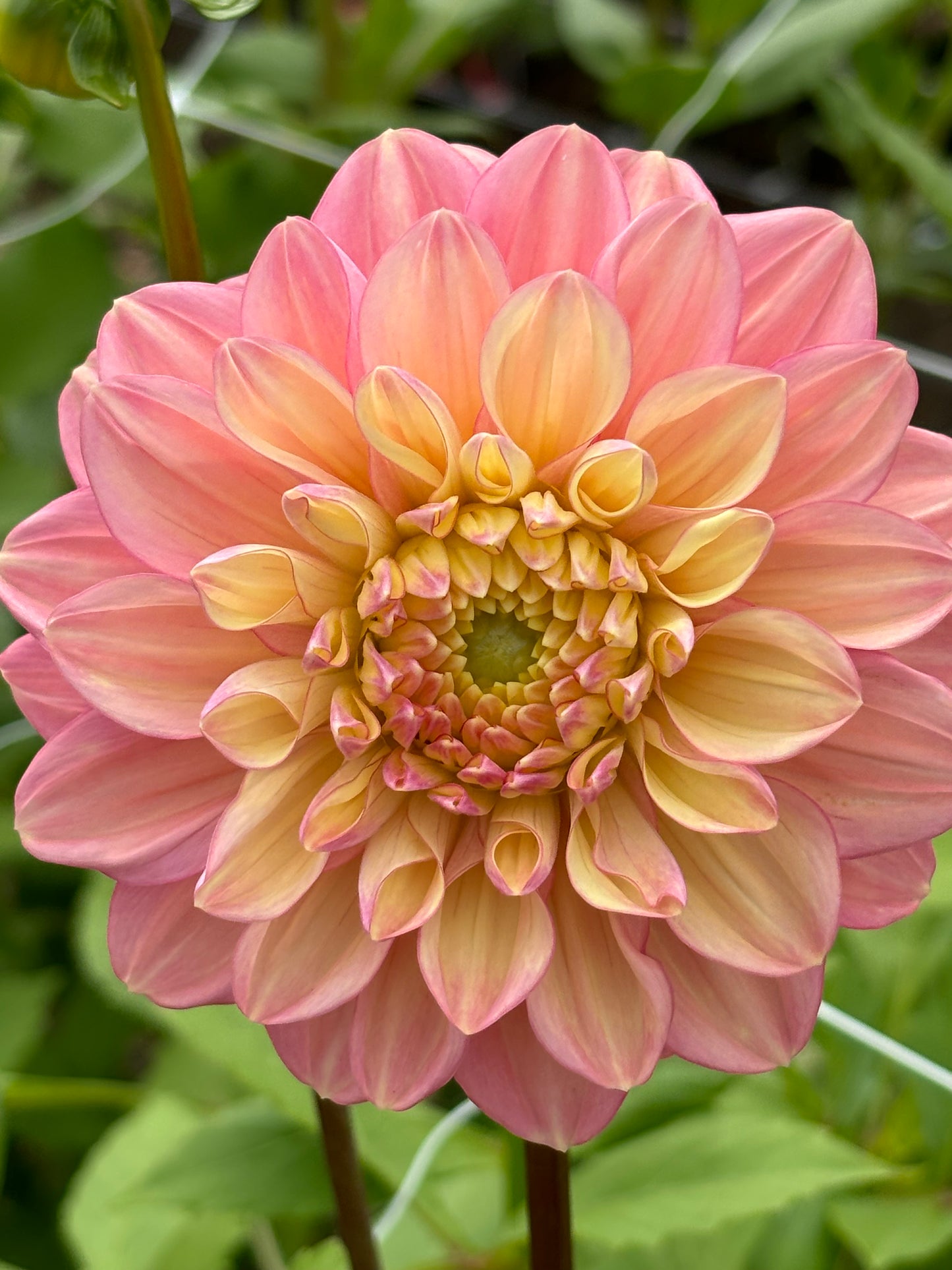 Dahlia Tubers