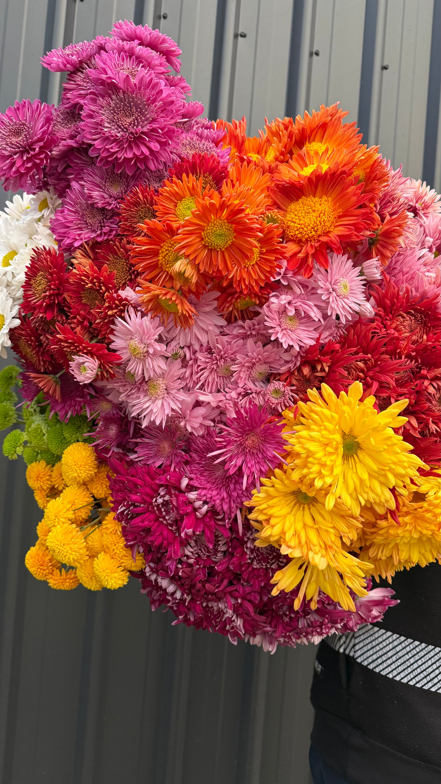 Heirloom Chrysanthemum