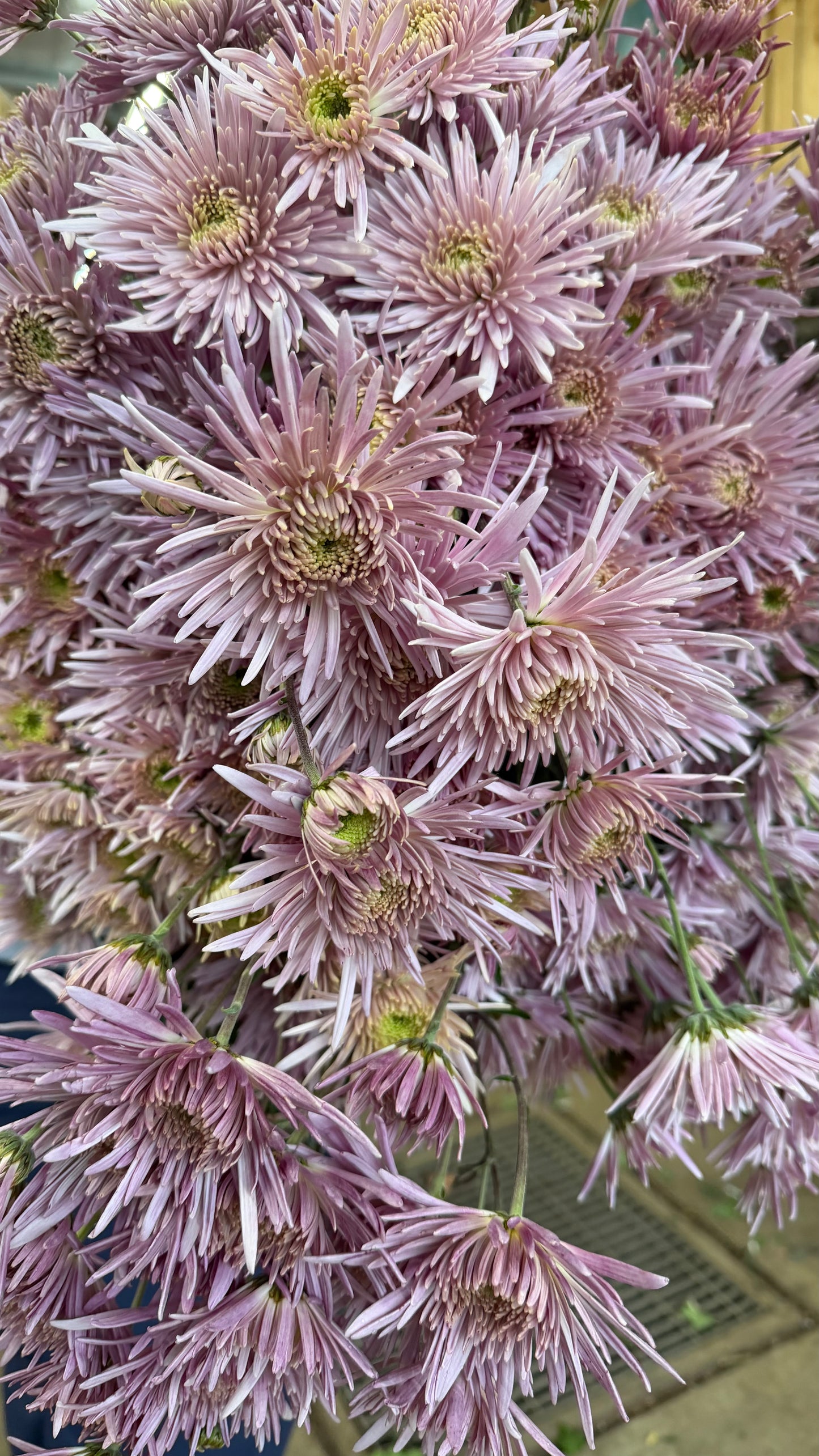 Heirloom Chrysanthemum