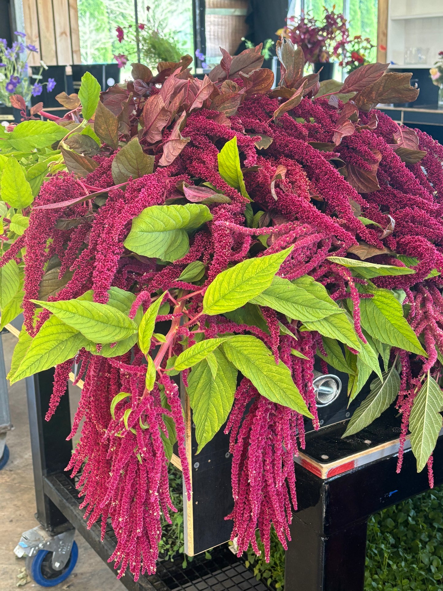 Amaranth