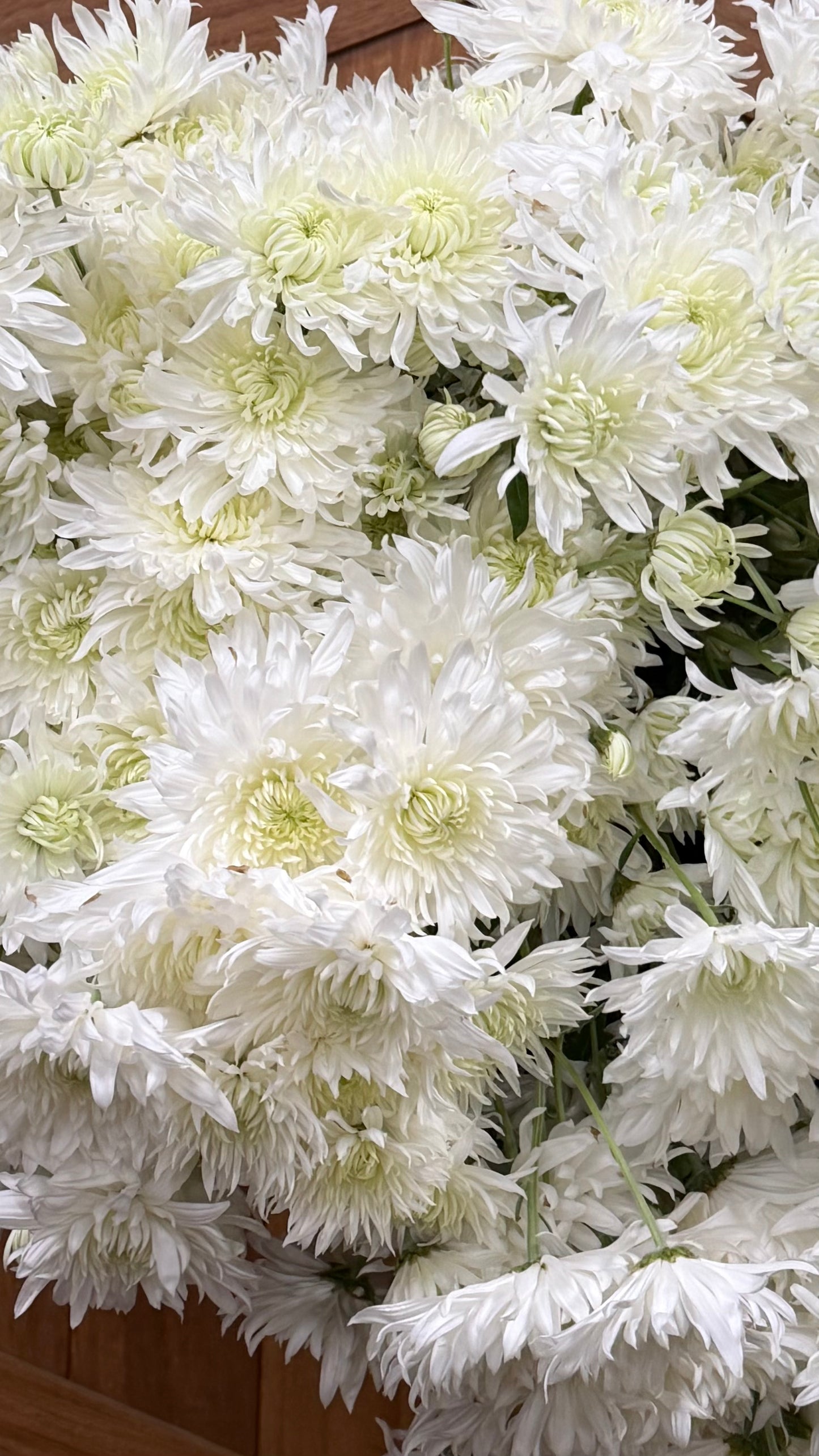 Heirloom Chrysanthemum