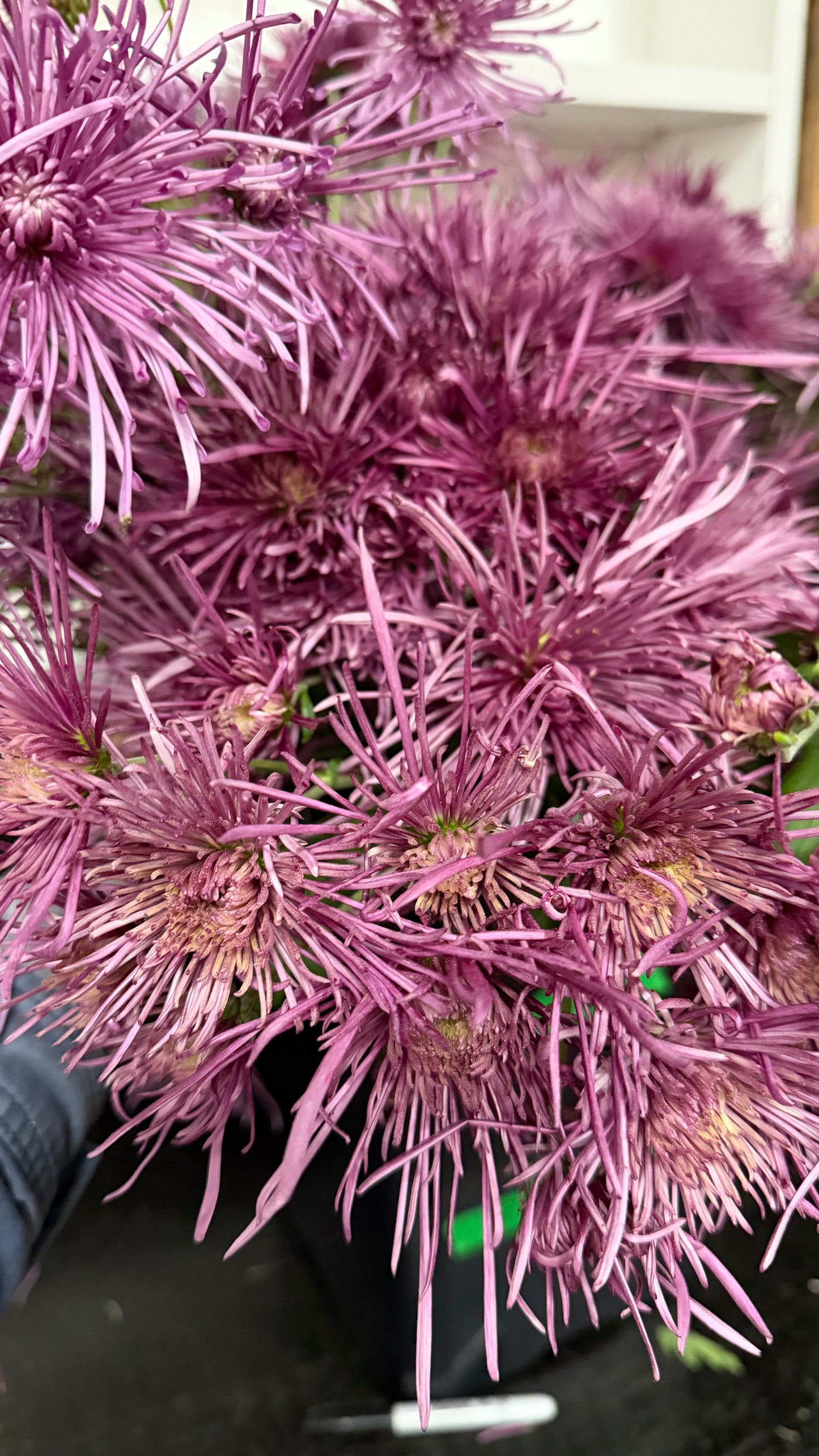 Heirloom Chrysanthemum